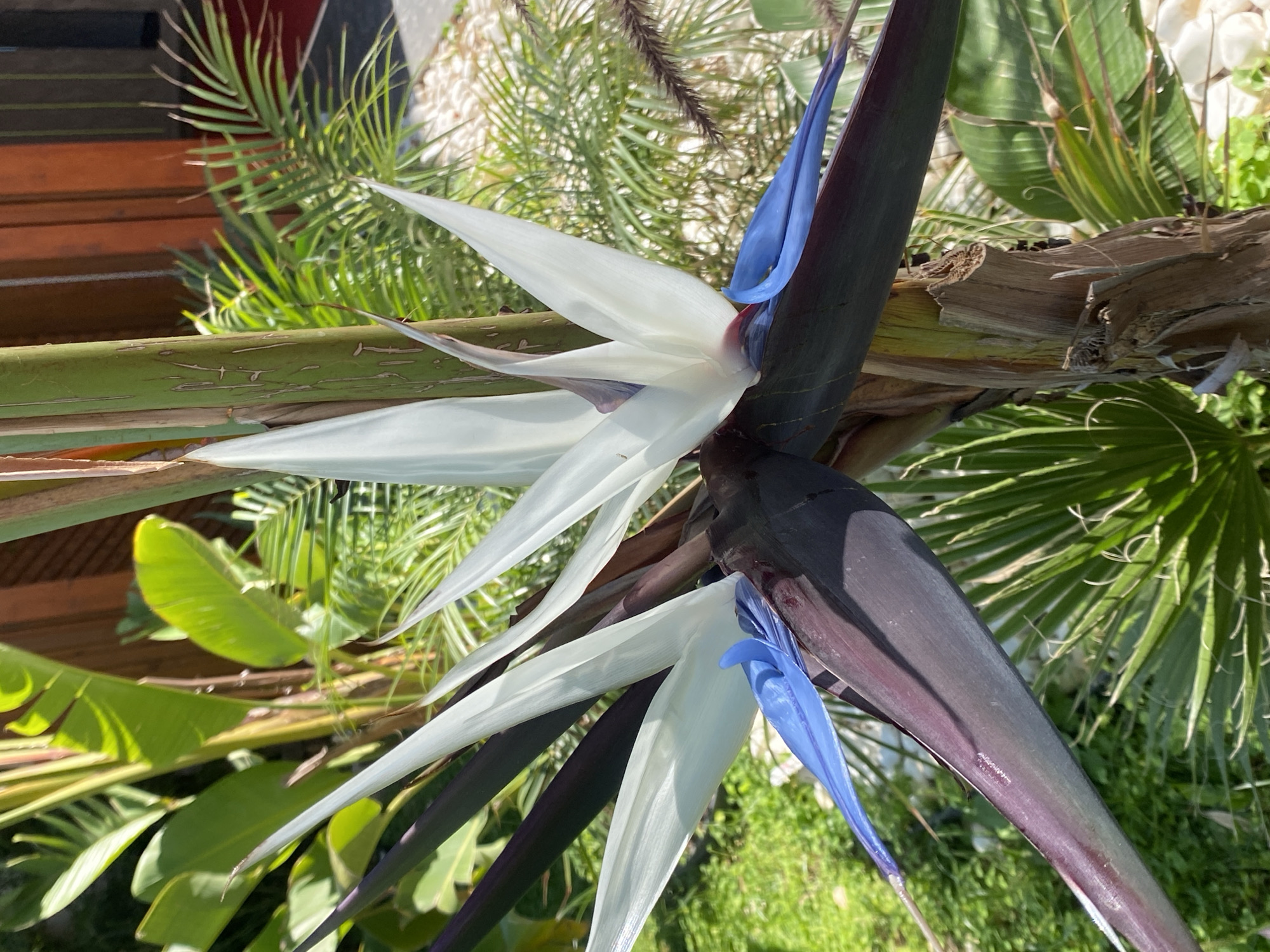 A bird of paradise flower with white petals and blue accents is in focus, set against a backdrop of various green plants and foliage. The scene is brightly lit, suggesting a sunny day. The location is Alanya, Turkey, as inferred from the common presence of such flowers in this region. The flower is likely growing in a garden or public space, with other plant life creating a natural, overgrown aesthetic. There is no indication of any people in the scene.