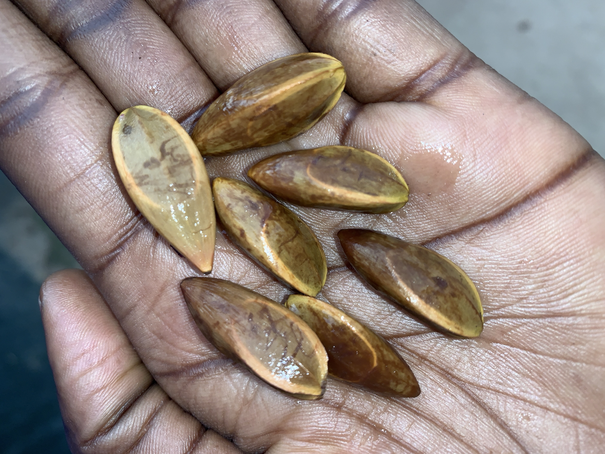 An open, dark-skinned hand is presented, palm up, holding seven elongated, ovate seeds. The skin of the palm and fingers exhibits prominent creases and fine dermatoglyphic patterns, with several areas appearing moist, reflecting light from small liquid droplets. Darker discolorations or smudges are present on the skin, particularly within the finger folds. The seeds, measuring approximately 3-4 cm in length, possess a smooth, glossy surface and a color gradient ranging from yellowish-brown to darker reddish-brown. Some seeds show a lighter yellow rim or a central ridge, and the internal surface of one seed, appearing partially split, reveals lighter brown tissue with irregular, darker patterns. The background is an out-of-focus, dark blur. There are no visual elements within the image to forensically establish the location as the city of New Stadium, Nigeria.