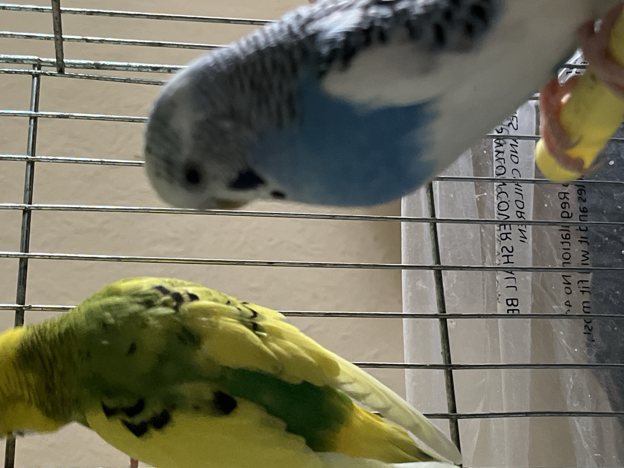 The image shows two budgerigars inside a cage. The bird at the top is predominantly blue and gray, while the one at the bottom is primarily yellow and green with black markings. The cage is made of metal bars and has a piece of paper with printed text visible behind it. There is no information in the image to indicate that the photo was taken in Shumen, Bulgaria.