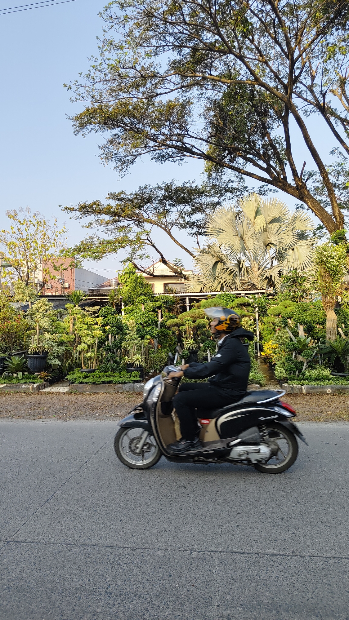 In Bekasi, Indonesia, a person wearing a black jacket and black pants, and a helmet with yellow and black accents, rides a black and beige scooter along a paved road. The scooter is in motion, with its wheels blurred. The person is facing right, looking ahead. Behind the road, a lush, well-maintained garden is visible, featuring numerous potted plants, bonsai trees, and larger green shrubs. In the background, a building with a reddish-brown roof and white walls is partially obscured by trees. A large, fan-shaped palm tree with pale grey fronds stands prominently in the garden. The sky is clear and a light blue. The scene appears to be captured during daylight hours.