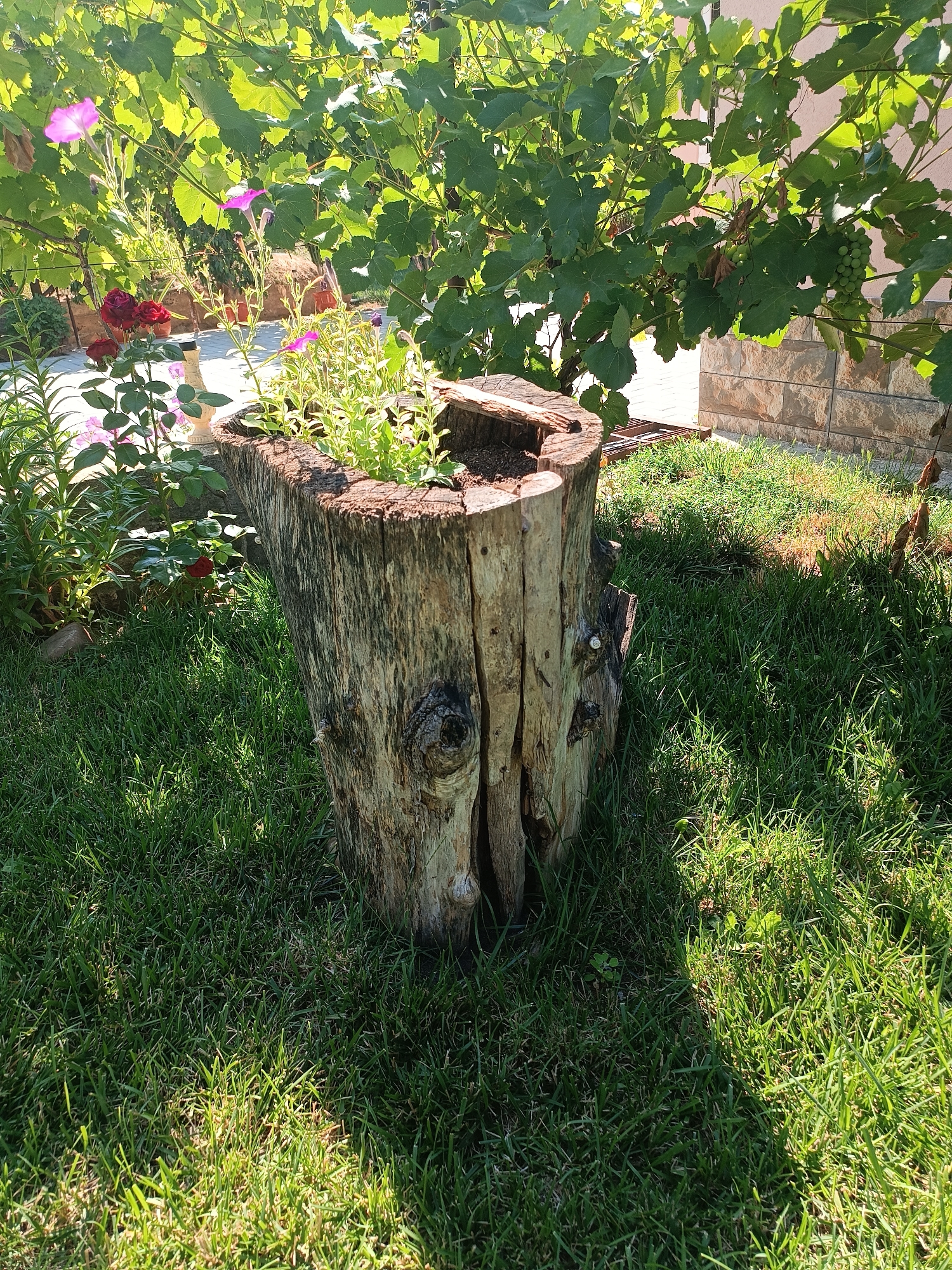 The image shows an outdoor scene in Coșnița, Moldova. In the foreground, a weathered tree stump has been hollowed out and repurposed as a planter, filled with small green plants and soil. The stump sits on a lush green lawn. Behind the stump, a vine with large green leaves and some developing grapes drapes overhead, casting dappled shadows. To the left of the stump, there are some red roses and pink flowers. The background reveals a stone-tiled wall and a hint of a building. The lighting suggests it is daytime with bright sunlight. There are no people visible in the image.