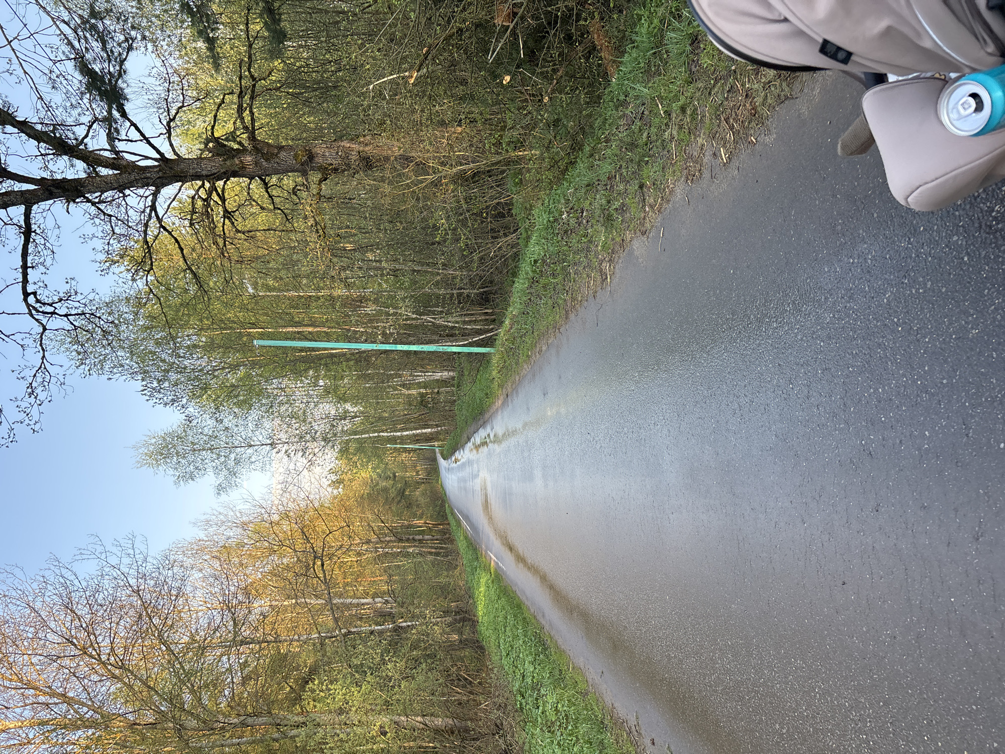 The image depicts a wet asphalt road in Шевлягино, Russia, flanked by trees on both sides. The trees on the left are mostly bare with some emerging leaves, while the trees on the right appear to be more densely foliated. A slender, green pole is visible in the distance along the left side of the road. A portion of a stroller, including a beverage can, is visible in the upper right corner of the image. The sky is clear blue.