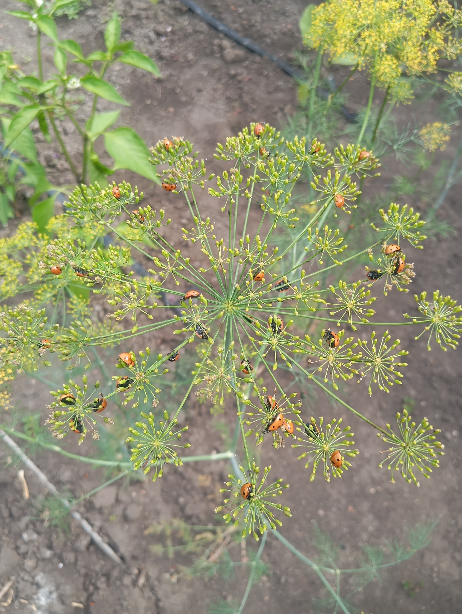 A close-up, overhead shot captures a dill plant with numerous ladybugs and some aphids. The dill plant's delicate, green seed heads are scattered throughout the frame, some with small yellow flowers beginning to bloom. Dozens of orange and black ladybugs are visible, some individually, others clustered together on the seed heads. A few aphids, small black insects, are also present among the ladybugs. The background consists of dry, brown soil with some sparse green foliage and a hint of dark irrigation tubing. The image appears to be taken outdoors, likely in a garden setting. The specific location in Pivdennoukrainsk, Ukraine, is not discernible from the visual information provided.