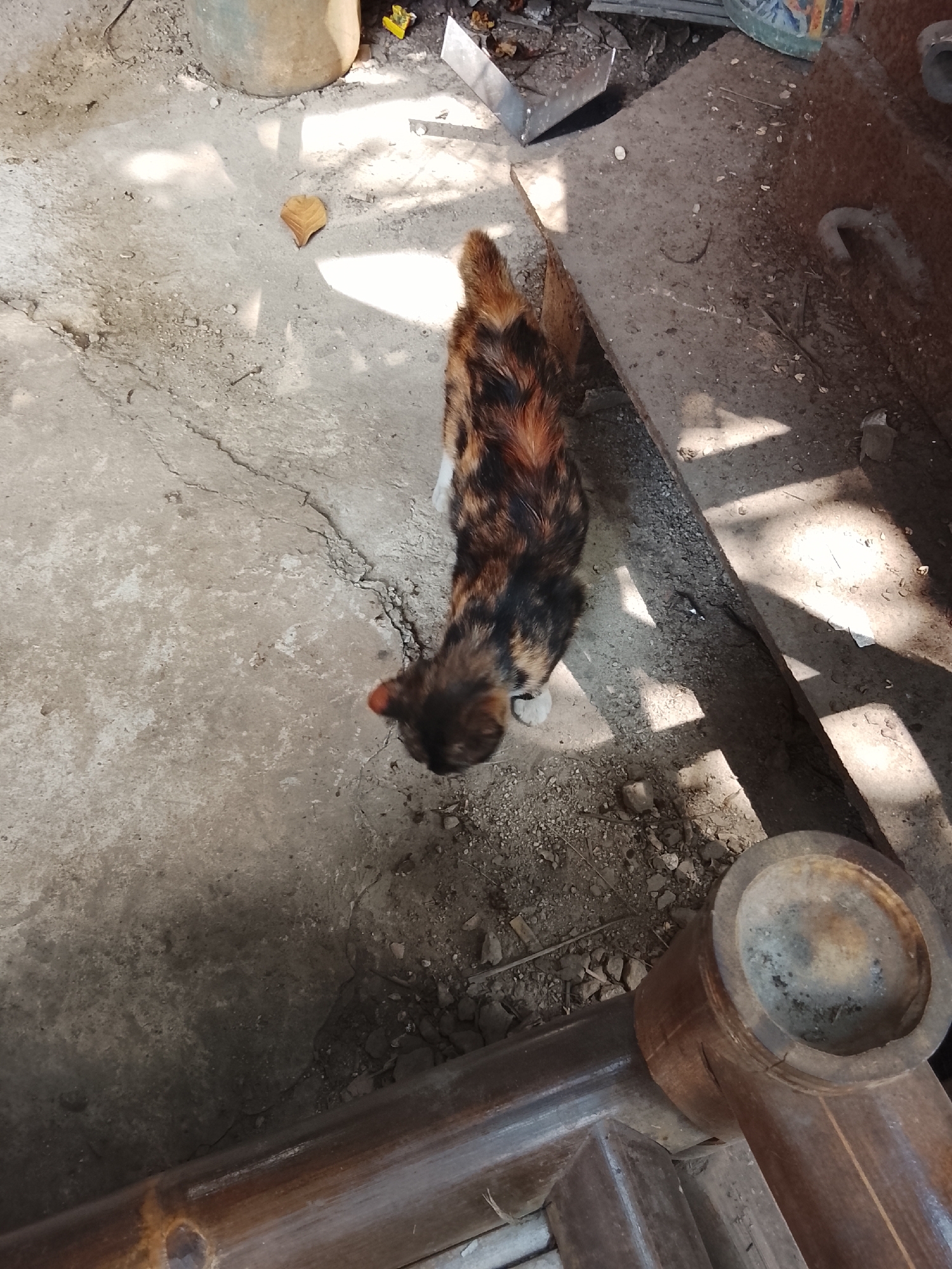 A calico cat is positioned on a cracked concrete surface, its body angled downwards. The cat has patches of brown, black, and orange fur. Shadows from an unseen object fall across the concrete. In the background, there are various objects, including a large cylindrical container, debris, and a rusted metal structure. A wooden railing is visible in the foreground. The scene appears to be an outdoor area, possibly a yard or alleyway, in Sukasejati, Indonesia.