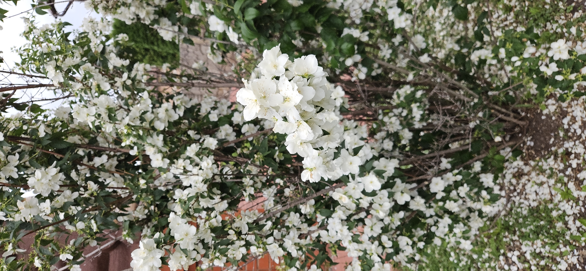The image depicts a dense flowering bush with abundant white blossoms and green leaves. The bush is situated outdoors, with a brick wall visible on the left side and a blurred background suggesting a garden or natural setting. Some fallen white petals are scattered on the ground beneath the bush, interspersed with green grass and soil. The overall scene appears to be in a residential or park area. The location is specified as Рождествено, Russia. There are no people or animals present in the image.