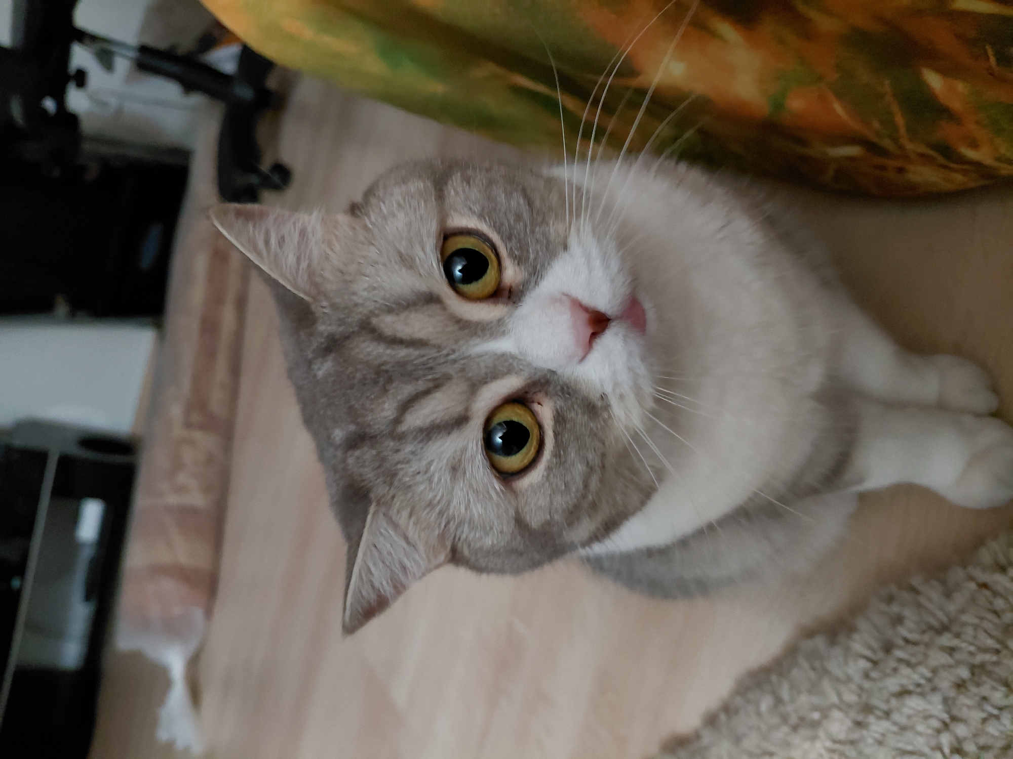 A medium shot image shows a grey and white cat sitting on a wooden floor, with a blurred background. The cat is facing forward and looking directly at the camera with large, yellow eyes. Its mouth is slightly open, with a small pink tongue visible. The cat's fur is short and neatly groomed, with tabby markings on its head and back. To the left of the cat is a beige, shaggy rug. To the right, a portion of a colorful, possibly fabric object is visible, with a pattern of greens and oranges. The background includes a dark, rectangular object that could be furniture, and a rolled-up carpet or similar item lying on the floor. The overall lighting suggests an indoor setting. The image is composed from a slightly elevated perspective.