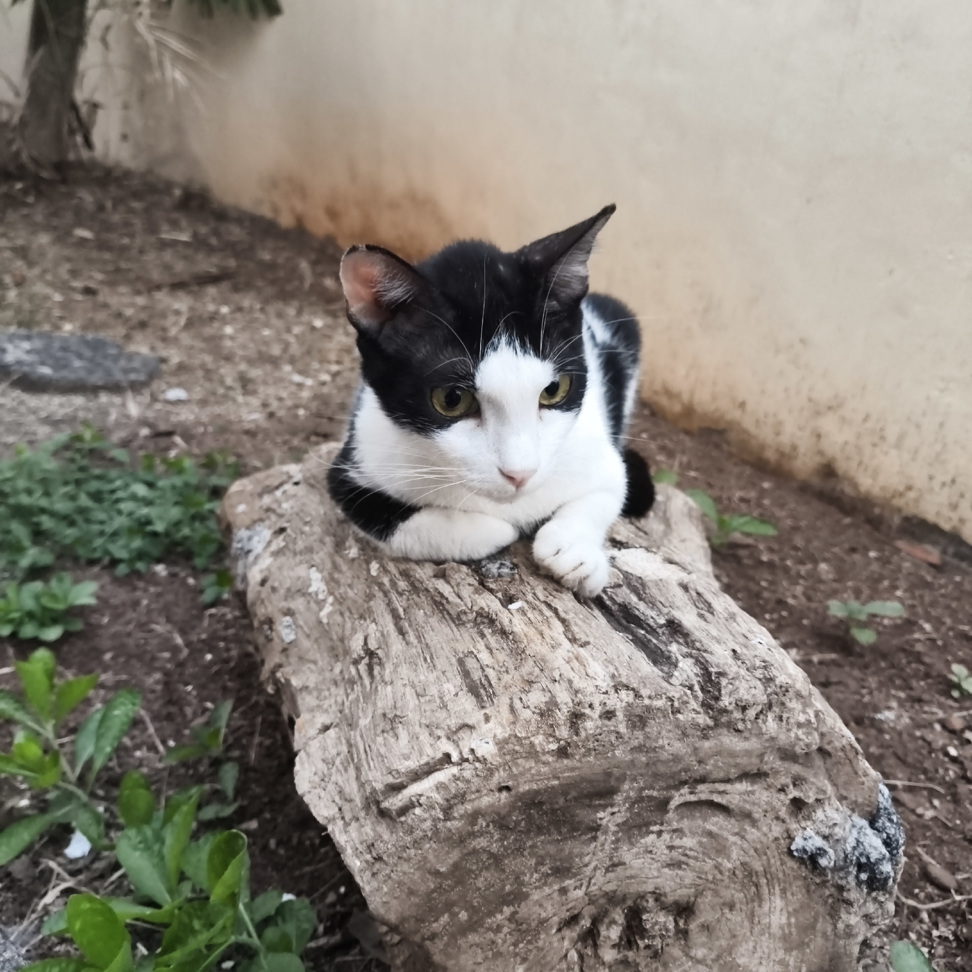 A black and white cat is resting on a piece of weathered wood outdoors. The cat is in a relaxed pose, with its front paws tucked underneath its chest. Its fur is predominantly white with black markings on its head, back, and tail. The cat has bright green eyes and appears to be looking downwards. The wooden object it is lying on is rough and textured, with visible grain patterns. The background consists of dark soil, scattered leaves, and some green vegetation. In the distance, a light-colored wall is visible. The scene appears to be in a garden or yard.