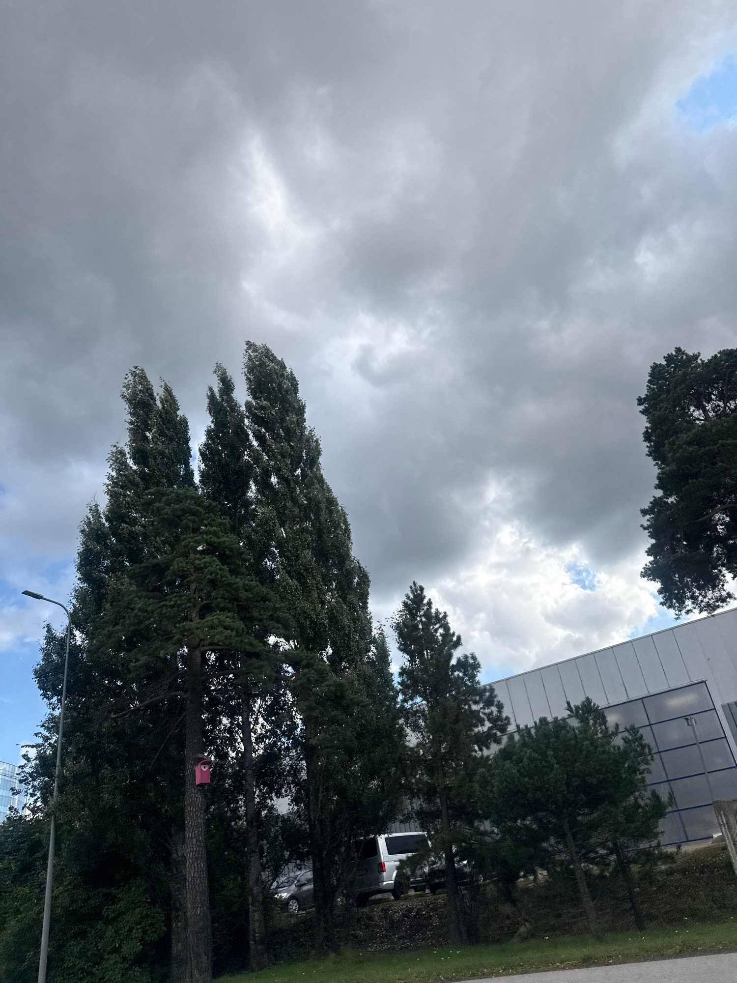 The image depicts an outdoor scene in Tallinn, Estonia, characterized by a cloudy sky and several trees. In the foreground, a tall, slender lamppost stands on the left side of the frame. Adjacent to it are several trees, with a prominent group of tall, narrow deciduous trees dominating the center-left of the image. A single pine tree stands in front of these deciduous trees, with a small, pink, heart-shaped birdhouse attached to its trunk. Further to the right, a row of shorter pine trees is visible. In the background, a modern building with a white, sloped roof and a facade of reflective glass panels is situated. A silver minivan and a dark-colored car are parked behind the row of pine trees. The ground in the foreground consists of a grassy verge. The sky is heavily overcast with dark gray clouds, though patches of lighter sky and a sliver of blue are visible.