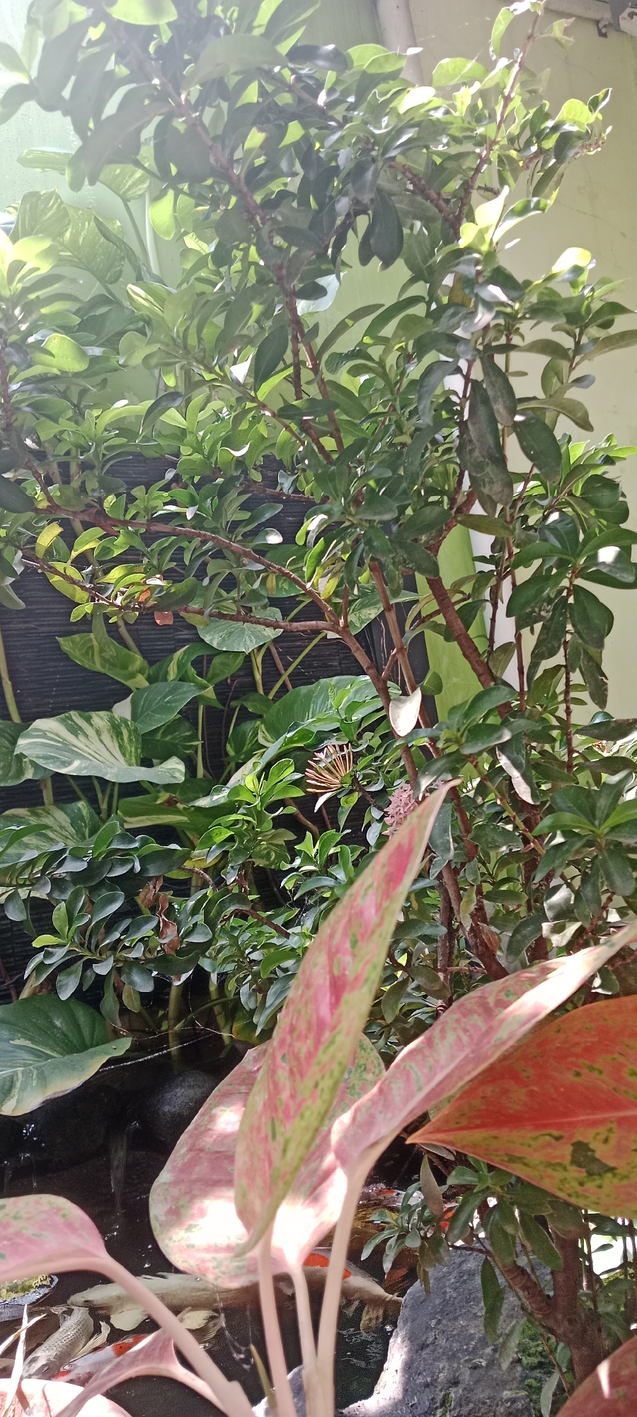 A close-up, eye-level shot focuses on lush green foliage and branches of a tree, with sunlight filtering through the leaves, creating bright spots and shadows. The leaves are predominantly a deep green, with some variegation of white and pink visible on a broad leaf in the foreground. The background is a muted green wall, partially obscured by the plants. In the lower portion of the image, several koi fish are visible swimming in dark water, suggesting a pond or water feature. The scene appears to be an outdoor garden setting, possibly in Maguwoharjo, Indonesia, given the tropical foliage and the presence of koi. The overall impression is one of vibrant plant life bathed in natural light.
