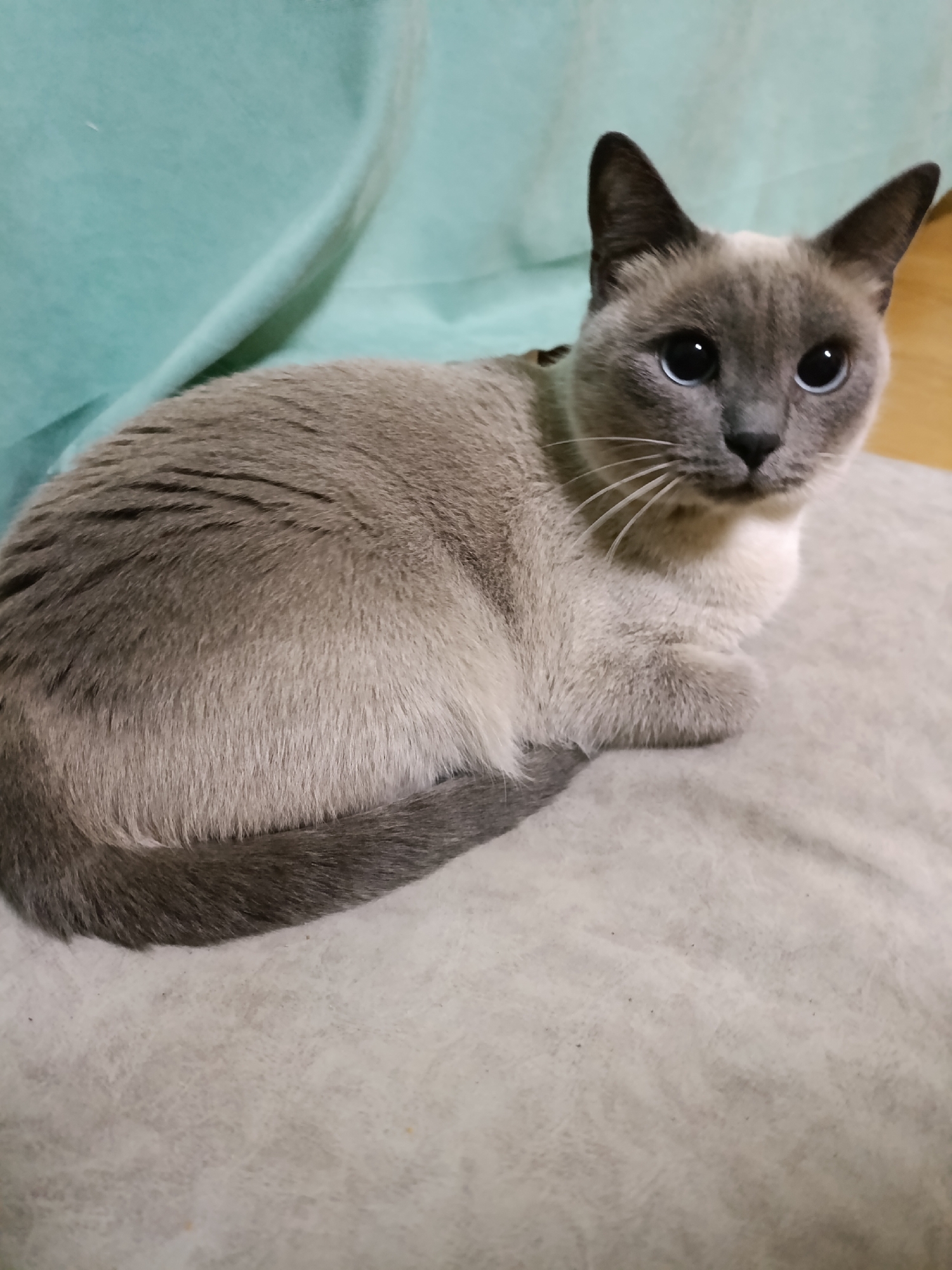 A grey Siamese cat with blue eyes is lying on a light-colored cushion. The cat's body is mostly grey, with lighter fur on its chest and paws. Its ears are dark grey, and its tail is also grey with darker markings. The background consists of a teal-colored fabric, possibly a sofa or blanket, and a wooden floor is visible in the upper right corner. The lighting appears to be artificial and soft. The image does not contain any information about the city of Chaikovsky, Russia.