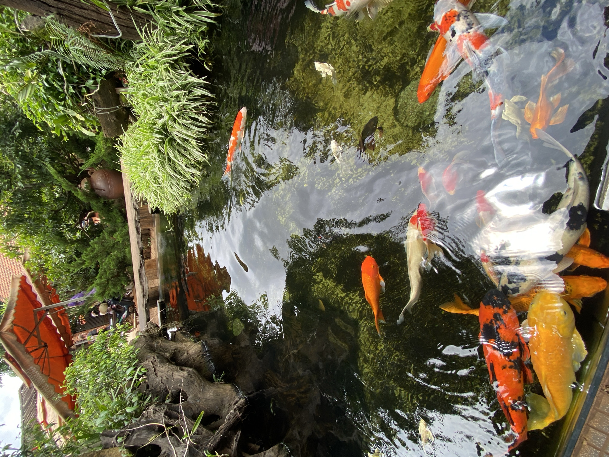 A high-angle shot captures a serene koi pond in Chư Sê, Vietnam, a peaceful oasis amidst lush greenery. Orange and white koi fish, their scales shimmering, glide gracefully through the clear water. Lush plants, with their vibrant green leaves, frame the pond, creating a natural and tranquil setting. In the background, a woman on a scooter is visible, adding a touch of local life to the scene. The pond's surface reflects the surrounding trees and the sky, creating a mirror-like effect that enhances the sense of calm and beauty.