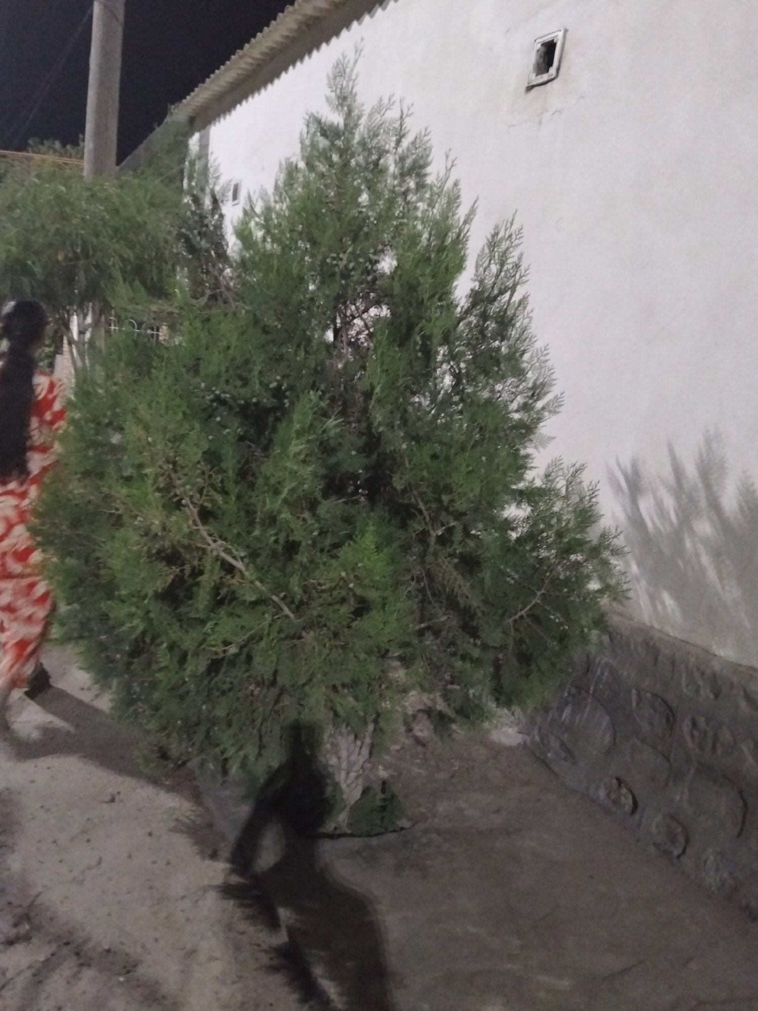 The image depicts an outdoor scene at night in Kogon City, Uzbekistan. A large evergreen tree, likely a cypress, is prominent in the foreground, casting a shadow on the paved ground. To the left of the tree, a person wearing a patterned dress is partially visible, with their back to the camera. In the background, a white building with a textured wall and a dark, corrugated roof is situated. A small, square vent or window is visible on the building's wall. The ground is a mix of dirt and pavement, with a low, stone-like wall on the right side of the frame. The overall lighting suggests it is nighttime, with artificial light illuminating the scene and creating distinct shadows.