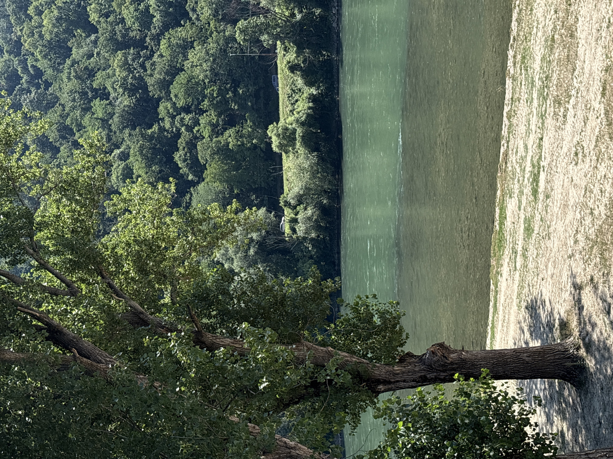The image depicts a serene natural landscape, likely a riverbank scene. In the foreground, the gnarled branches of a large tree with lush green leaves extend across the frame, some resting on a sandy bank. The river itself occupies the middle ground, its greenish-blue water reflecting the sky and the surrounding vegetation. The far bank of the river is lined with a dense forest of green trees, creating a dark, verdant backdrop. A strip of light-colored, sandy ground runs alongside the river. In the distance, a grassy embankment is visible, with a few scattered trees and what appear to be vehicles parked along a road. The scene suggests a warm, sunny day, given the bright lighting and clear visibility. The overall mood is tranquil and peaceful, inviting contemplation of nature's beauty. There is no visible text in the image.