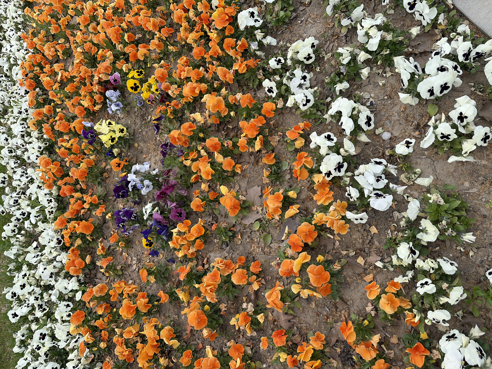 This image presents an overhead view of a vibrant flower bed, likely situated in Plovdiv, Bulgaria. The bed is extensively planted with a variety of pansies, displaying a colorful mosaic.
A prominent feature is the broad, vertical band of white pansies with striking black centers, running along the left side of the frame. Adjacent to this, and dominating the central area, is a large section filled with bright orange pansies, varying slightly in their golden-orange hues. Interspersed within and around these main color blocks are smaller clusters of pansies in other shades, including bright yellow, deep purple, and soft light blue or lilac, adding diversity to the composition. These multi-colored pansies are particularly visible in the central and upper-central parts of the bed.
The flowers are rooted in dark brown, somewhat dry soil, with a scattering of fallen leaves visible on the ground. A narrow strip of green grass peeks into the frame on the far left, while a gray paving stone or curb marks the boundary along the upper right edge. The scene is illuminated by natural daylight, suggesting it is daytime with clear weather conditions. There is no visible human activity, but the deliberate arrangement of the flowers indicates a cultivated garden or public landscaping. No text is visible in the image. The overall impression is one of lively floral beauty and meticulous gardening.