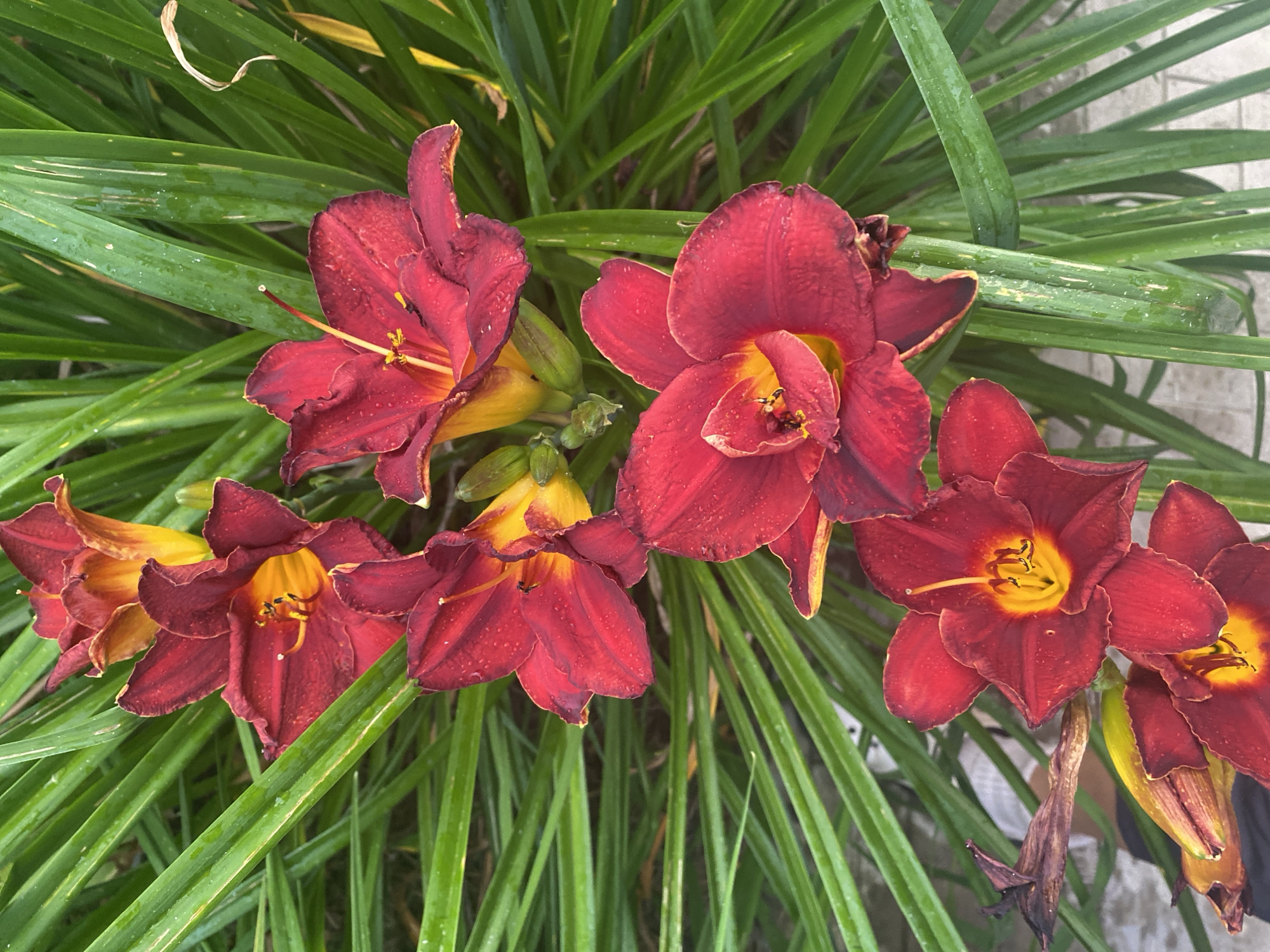 The image displays a cluster of vibrant, deep red daylilies with yellow centers, interspersed with long, green, blade-like leaves. Some of the flower petals and leaves show evidence of water droplets, suggesting recent rain or watering. The flowers are in various stages of bloom, with some fully open and others still partially budded. The background is a soft blur of green foliage. The scene appears to be an outdoor garden setting. The image does not provide any visual cues or information that would allow for the identification of the specific location within the city of Krupki, Belarus.