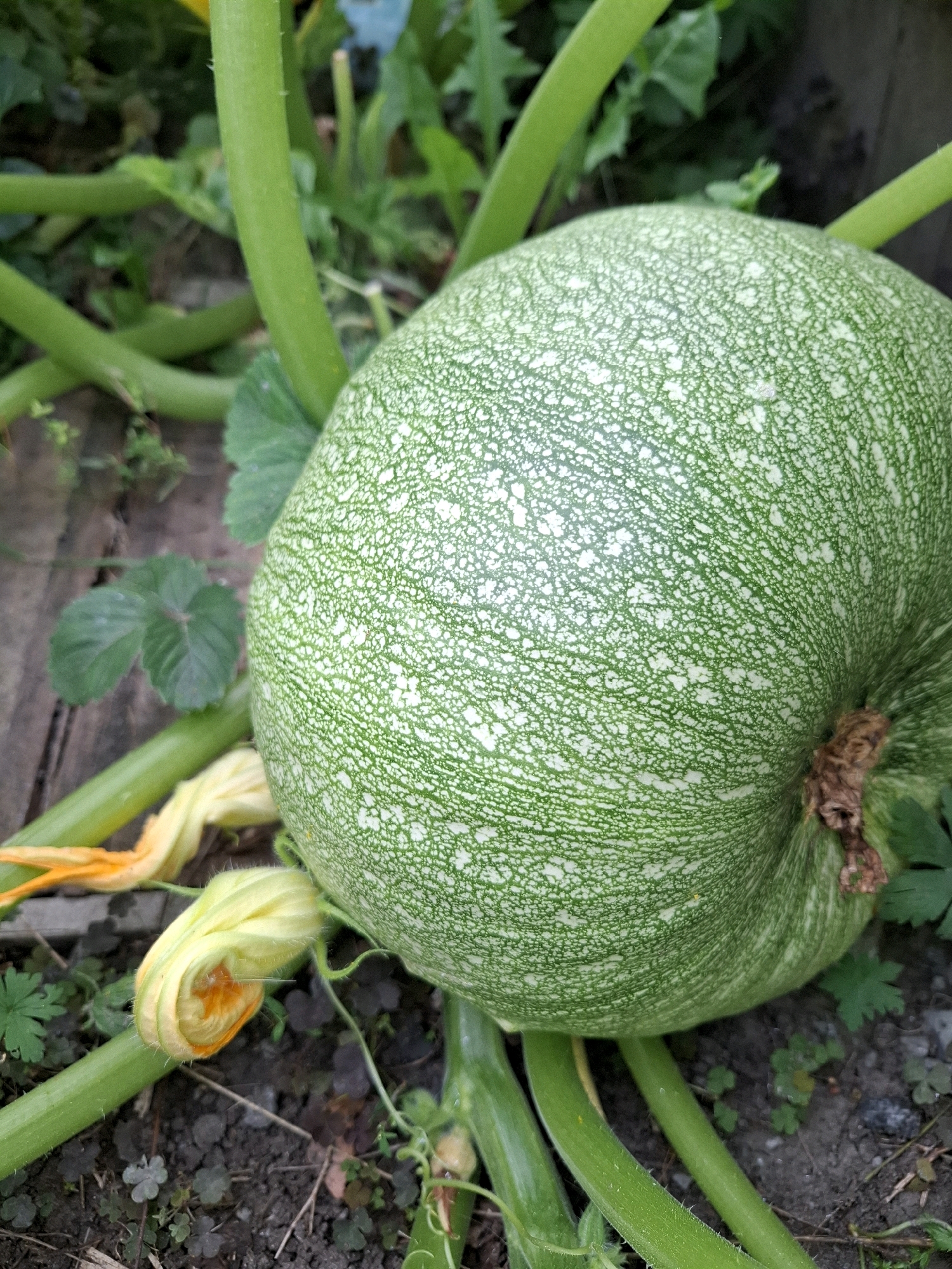 An overhead shot captures a young, round zucchini resting on the ground amidst its vine. The zucchini is a vibrant green with a pattern of lighter green speckles. Surrounding the zucchini are several of its yellow-orange blossoms, some still tightly closed, others partially unfurled. The vine itself is thick and green, with a slightly fuzzy texture. The ground beneath the plant is a mixture of dark soil, small green leaves, and bits of organic debris. The scene is bathed in natural light, suggesting an outdoor setting. The image does not contain any elements that would indicate a specific location within Tyumen, Russia, or any indication of human presence.