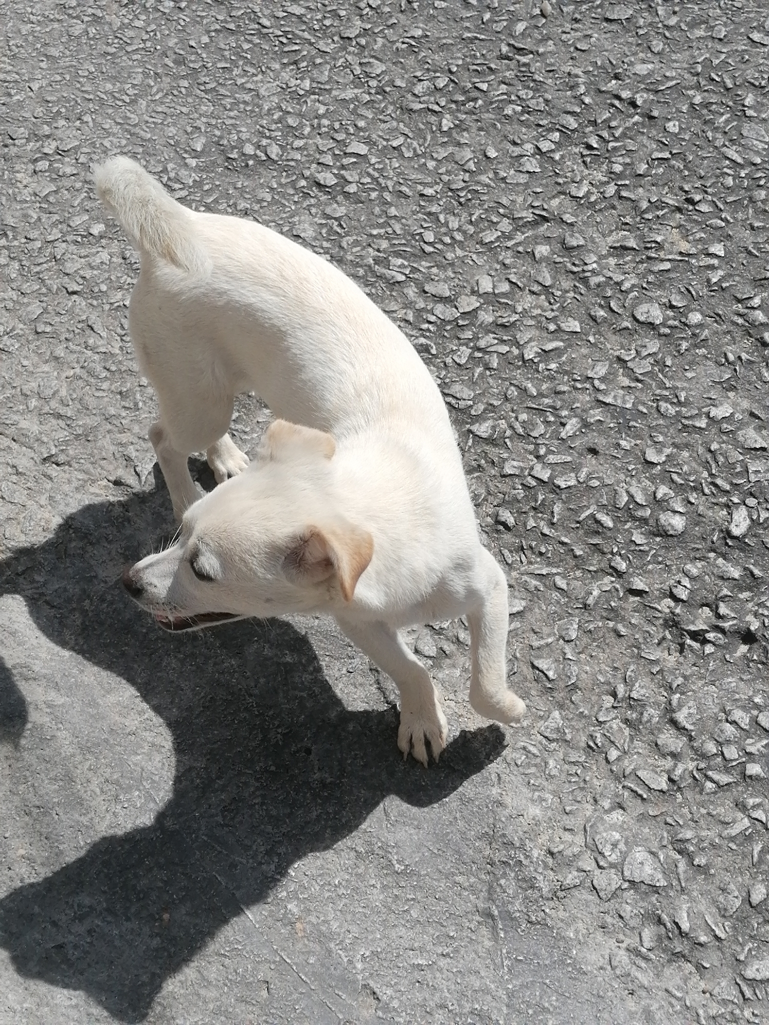 A small, white dog with tan ears is walking on a gray asphalt surface in Da Lat, Vietnam. The dog is facing to the left of the frame, with its mouth slightly open. Its tail is raised. A dark shadow is cast on the asphalt to the left of the dog. The asphalt is textured with small, gray stones. The lighting suggests it is a sunny day.