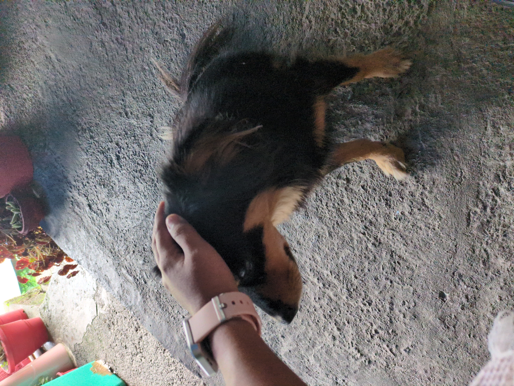A person's hand with a pink smartwatch is petting a black and tan dog. The dog is standing on a grey, rough surface that appears to be concrete or asphalt. In the background, there are several potted plants and a glimpse of what might be a building. The lighting suggests it is daytime. The location is not specified in Haini, India.