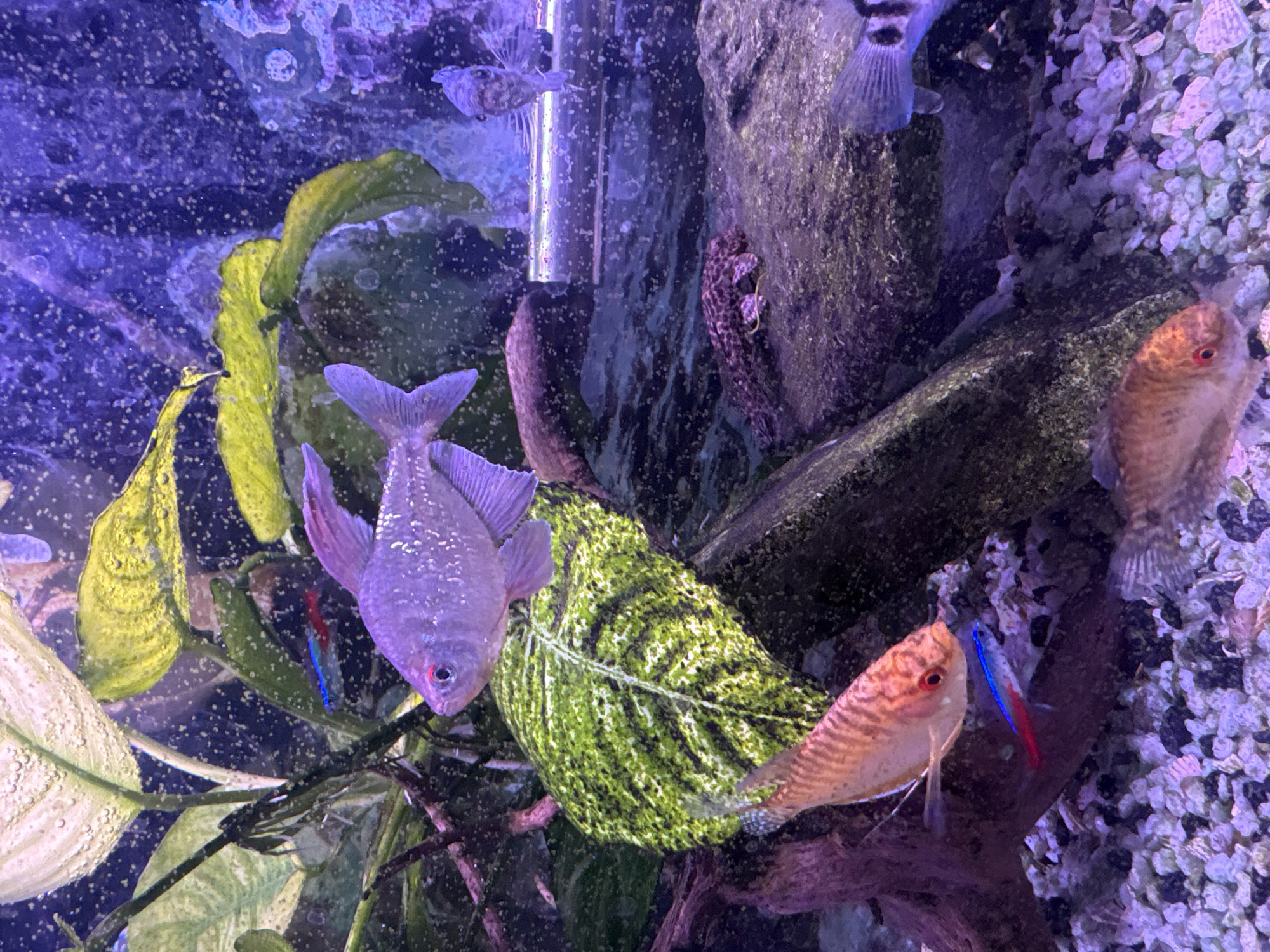 The image shows an aquarium scene, not located in Perm, Russia. The aquarium contains various fish species including a neon tetra, dwarf gourami, and a purple fish. The tank also contains live aquatic plants, driftwood, gravel substrate, and an internal filter.