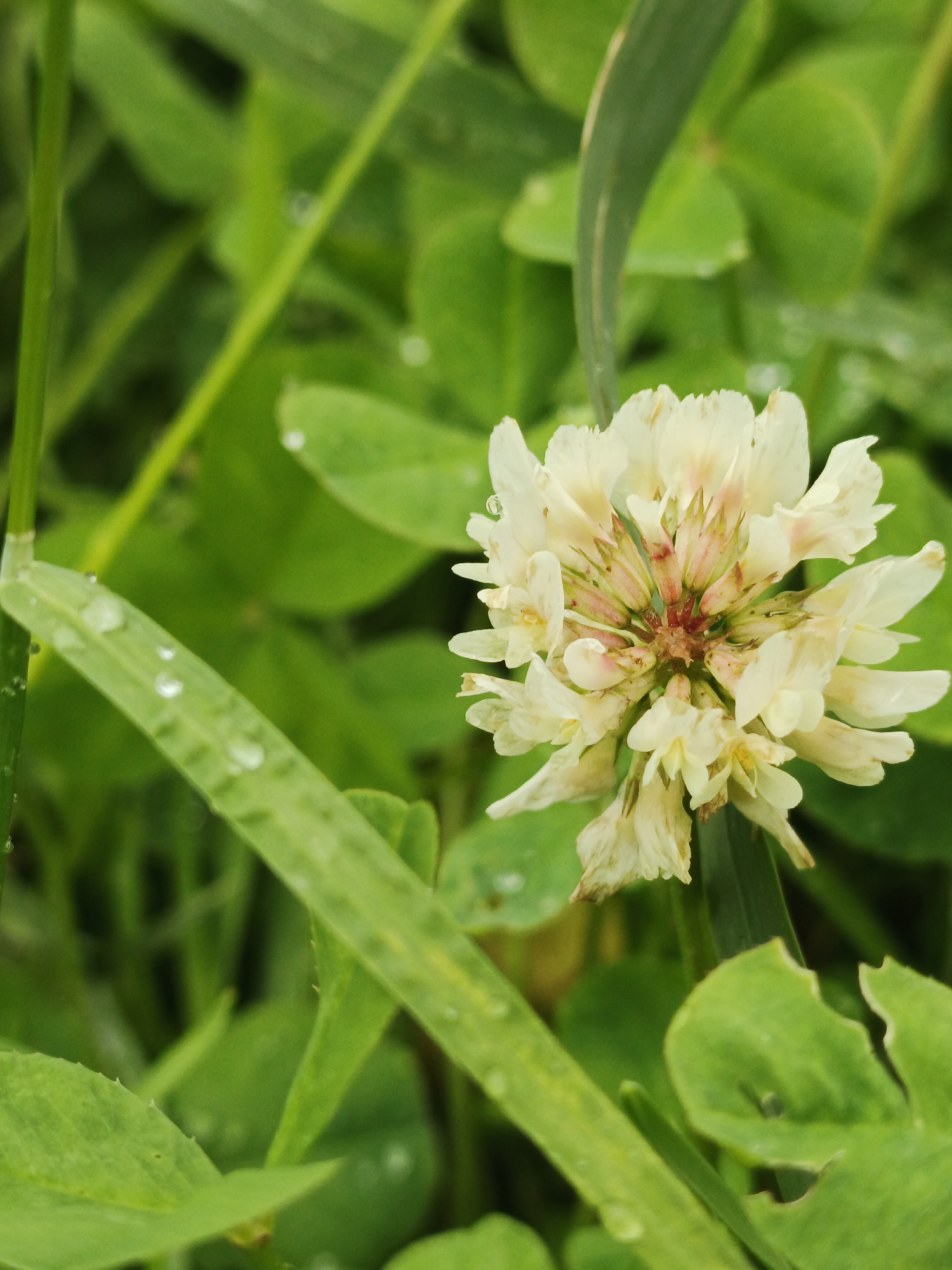 A close-up, vertical shot focuses on a cluster of pale yellow clover flowers, centrally positioned. The flower heads exhibit delicate, almost translucent petals, with hints of pink at their base. The surrounding environment is a lush, green expanse of grass and clover leaves, some of which are slightly out of focus. Several water droplets are visible on the blades of grass in the foreground, suggesting recent rain or dew. The lighting appears natural and diffused, creating a soft ambiance. No people are present in the image. The scene is a naturalistic depiction of flora, likely taken outdoors in a grassy area.