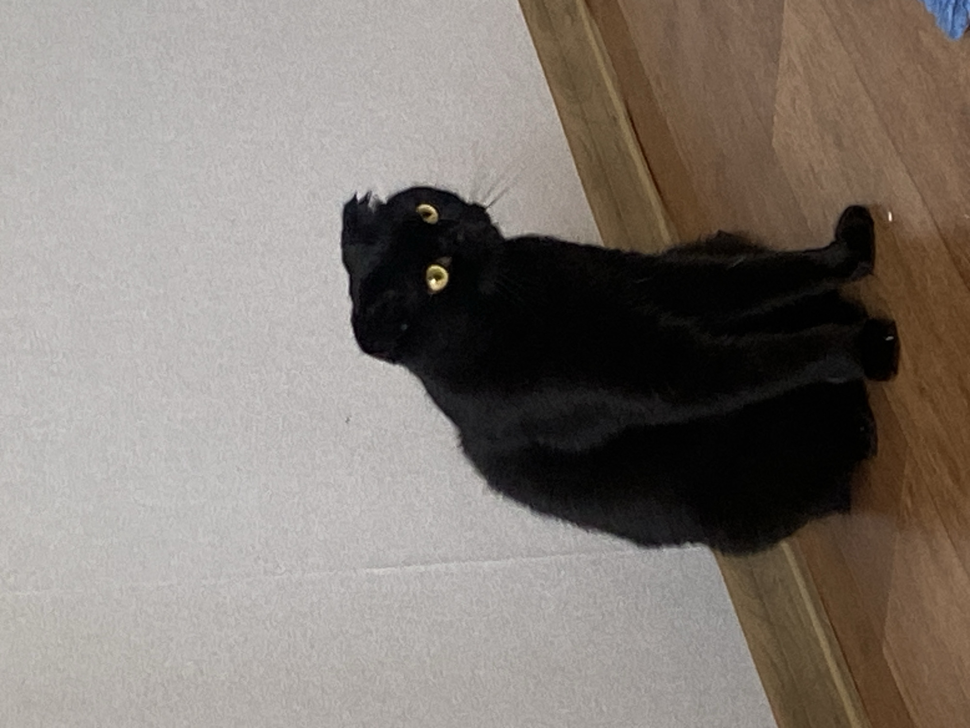 A black cat with yellow eyes sits on a wooden floor against a light gray wall. The cat is facing to the right of the frame, with its ears folded down. The wall has a textured pattern, and a wooden baseboard runs along the bottom of the wall. The floor is made of polished wood planks. The scene is indoors and appears to be a domestic setting.