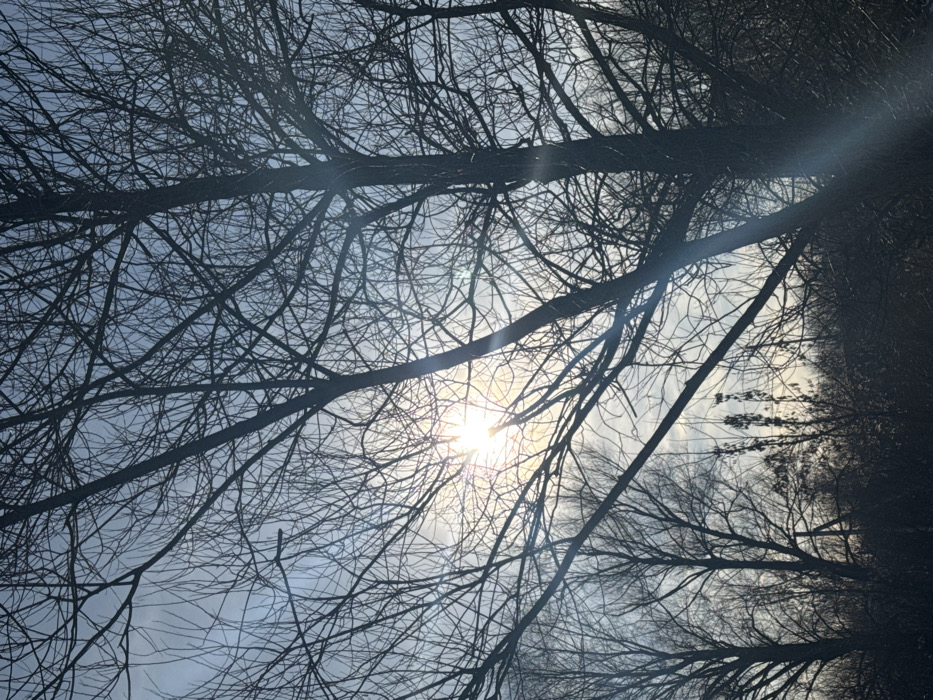 The image displays an outdoor, natural scene in Ям, Russia, consistent with late autumn or winter conditions due to the absence of foliage on the trees. The foreground and midground are filled with a dense network of dark, bare tree branches and trunks, silhouetted against a bright sky. The sun is positioned in the upper-left quadrant, partially obscured by these branches, emitting strong light and generating a distinct, diagonal lens flare that traverses the image towards the lower right. The sky exhibits varying tones of light blue and grey, indicating partial cloud cover. No individuals, animals, or man-made structures are visible within the frame. The scene is static, depicting natural light conditions and vegetation.