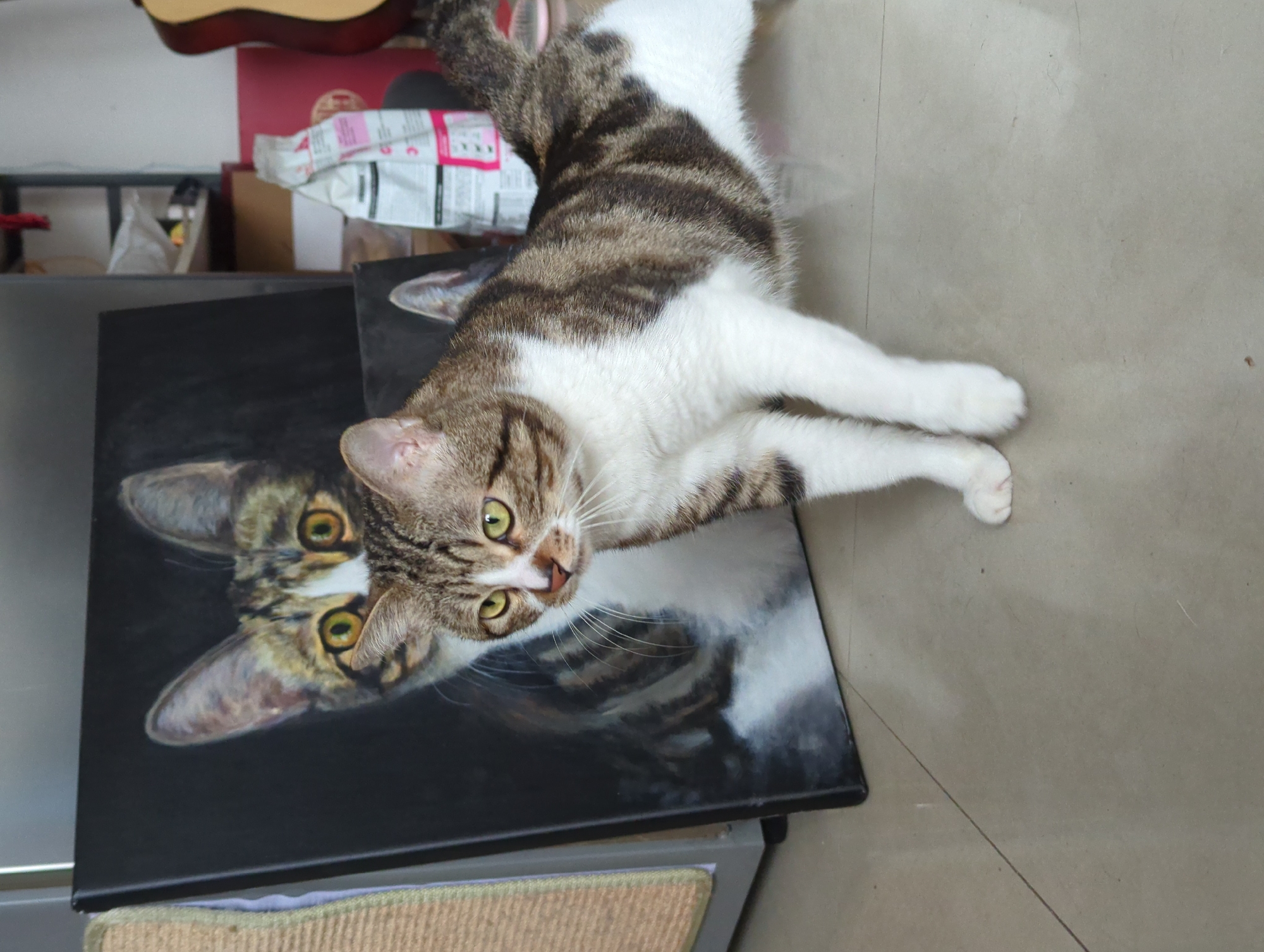 A medium shot captures a brown tabby cat with white fur patches lying on a dark canvas print of its own face, positioned on a surface. The cat is extending its front paws towards the right side of the frame. The background includes a light-colored floor, a white pet food bag with pink and black print, a guitar, and other items in a dimly lit room. While the location is requested to be Shunde District, China, no data in the image provides this information.