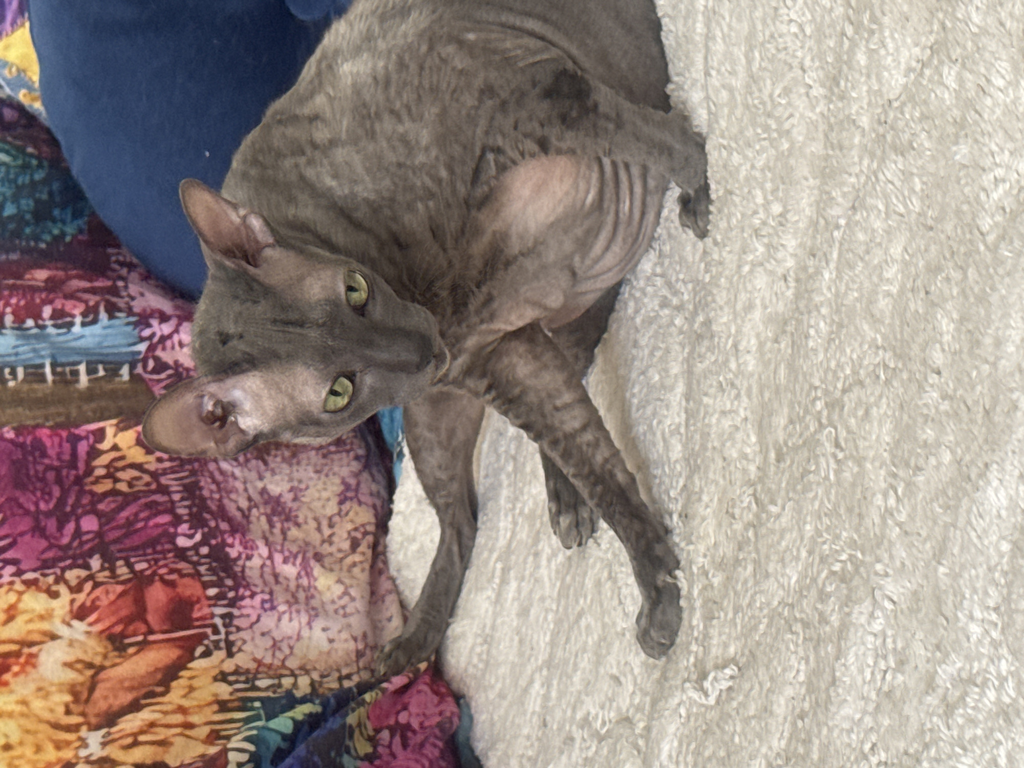 An oriental shorthair cat is lying on a cream-colored shag rug, with its body positioned to the right. The cat has grey skin and large ears. It is looking to the left, with its head tilted down. Behind the cat, a blue pillow is visible, and to the left, a colorful tapestry with abstract patterns. The image is taken indoors.