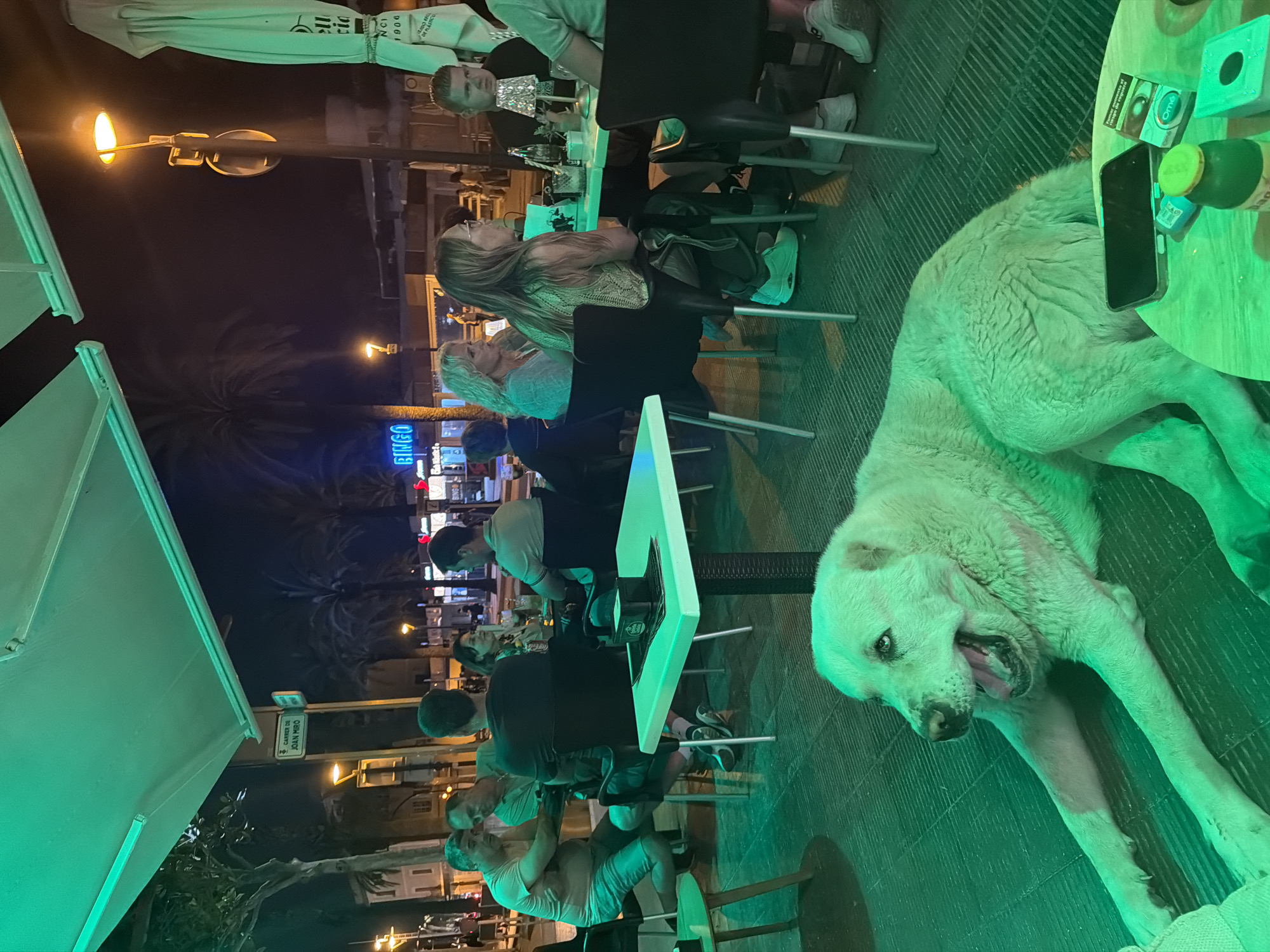 This image depicts an outdoor cafe scene at night on Carrer de Joan Miró in Salou, Spain. The foreground is dominated by a large, light-furred dog, possibly a Central Asian Shepherd, lying prone on a green tiled floor with its mouth open, panting, and its front legs extended. The entire scene is bathed in a prominent green ambient light, particularly affecting the dog and the immediate foreground, contrasted with warm yellow streetlights in the background.
To the right of the dog, on a light green table, are a black smartphone, a white pack of "Omá" cigarettes displaying a Spanish health warning ("Fumar aumenta el riesgo de segundas"), a green-capped bottle, and a square dispenser.
Several groups of people are seated at tables in the mid-ground. On the left, two men are engaged in conversation; one with grey hair wears a light t-shirt and shorts, and the other with dark hair wears a light polo shirt. In the center-right, a man with his back to the camera sits opposite a woman with light brown hair wearing glasses and a sleeveless top. To her left, another woman with blonde hair is seated. Further right, a man with light hair sits at a table, partially obscured, with a dark t-shirt. All individuals appear to be adults, casually dressed.
The background reveals a street with multiple palm trees and low-rise buildings. A street sign on a pole clearly reads "CARRER DE JOAN MIRÓ". Business signs include a blue "BINGO" sign on the left and a partially visible "NCI 1900" sign on the right. An overhead green awning or umbrella contributes to the green lighting, and a large, folded white umbrella is visible on the far right.