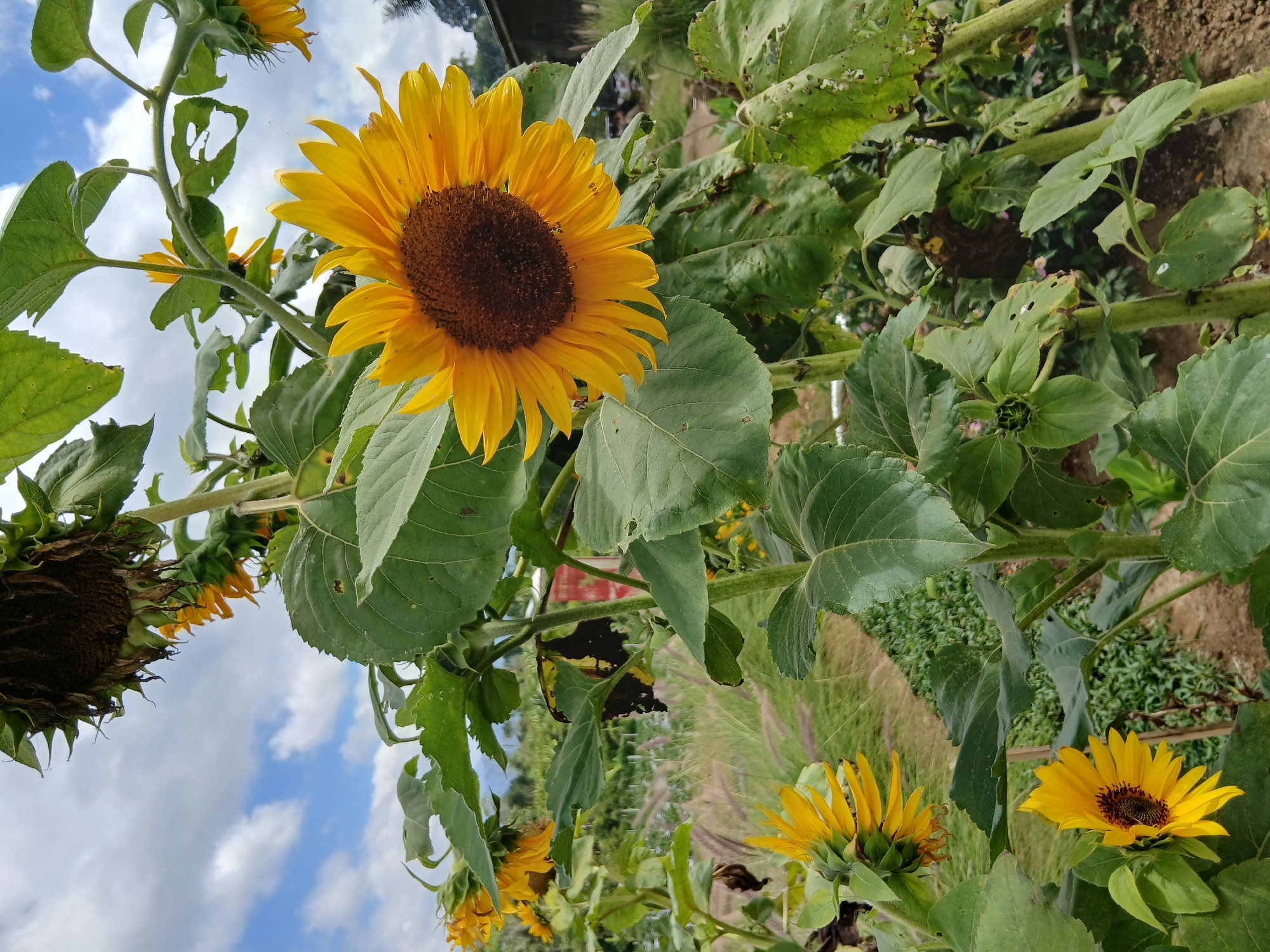 A close-up, low-angle shot captures a field of sunflowers under a bright, cloudy sky. The foreground is dominated by a large, vibrant sunflower with yellow petals and a dark brown center, its stem thick and green. To the left, another sunflower faces downwards, its petals curled and drooping. Further back, more sunflowers are visible, some in full bloom and others appearing wilted or in bud. Lush green leaves surround the flowers, some showing signs of damage or decay. The background reveals a mix of greenery, including tall grasses, low-lying plants, and distant trees, suggesting a rural or garden setting. The sky is a mix of blue and white clouds.