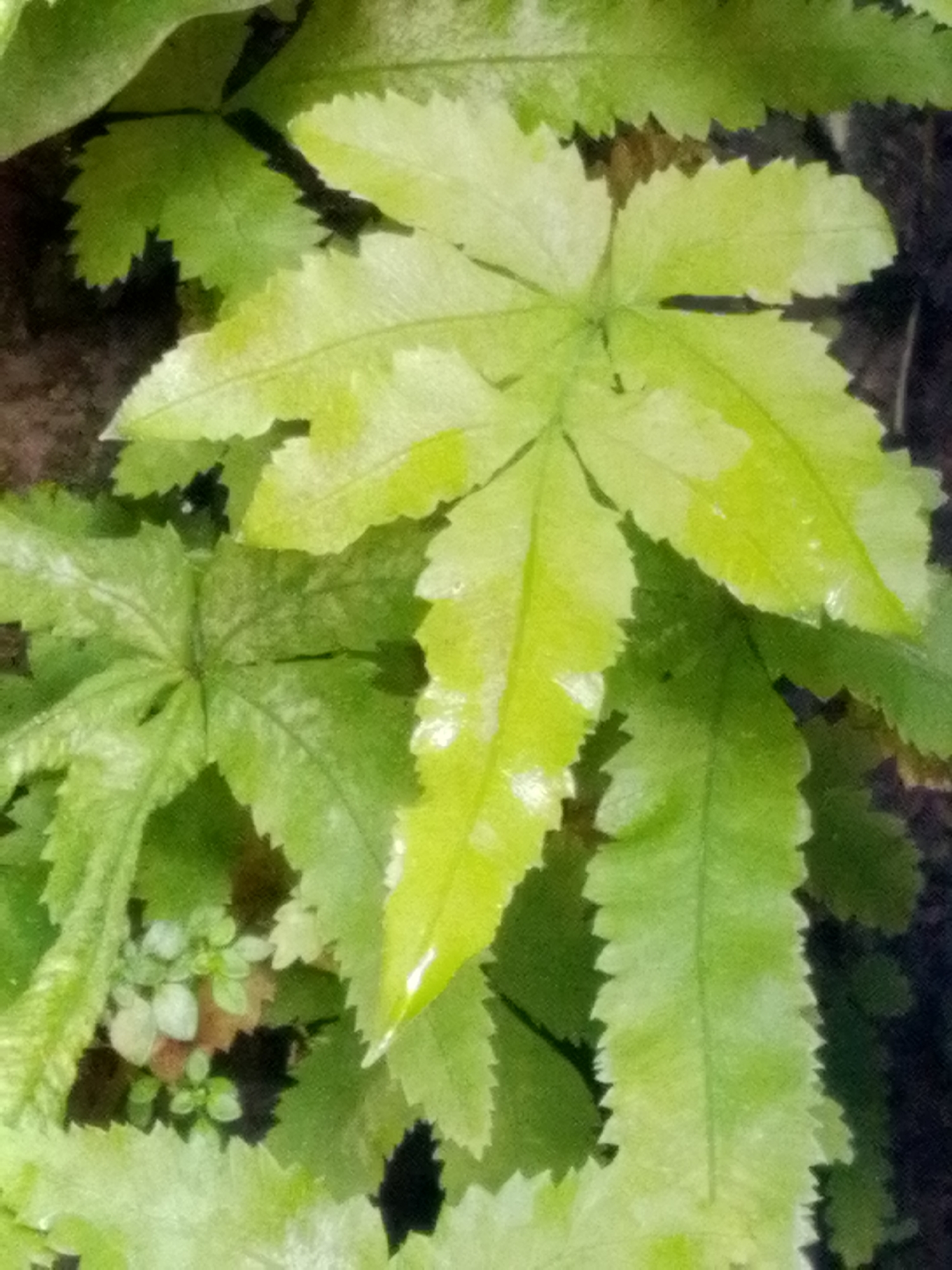 The image shows a close-up view of lush green fern leaves. The leaves are serrated along the edges and have a slightly glossy texture, indicating they may be wet or have a natural sheen. The lighting highlights the veins and contours of the leaves, with some areas appearing brighter green than others, suggesting variations in light exposure or leaf health. In the lower left portion of the image, a cluster of smaller, lighter green leaves, possibly a different plant or a younger part of the fern, is visible. The background is dark and out of focus, suggesting the ferns are growing in a shaded area, perhaps a garden or forest floor. There are no people or objects other than the plants visible in the image. This scene could be found in any of the green spaces within Bandar Lampung, Indonesia, such as Taman Hutan Rakyat Wan Abdul Rahman, or in residential gardens.