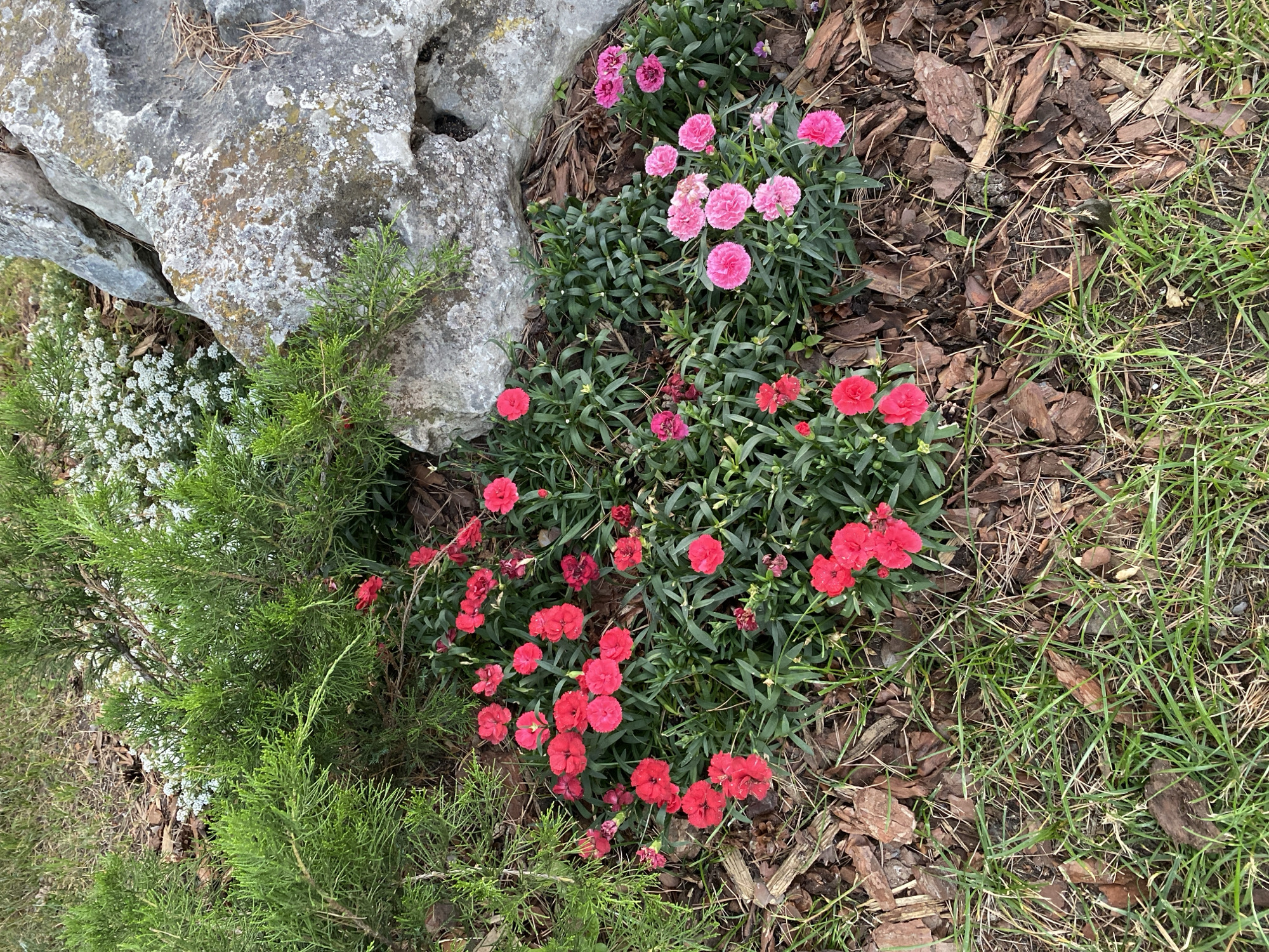 This is a photograph of a garden bed in Khimki, Russia. The scene features a large, grey, weathered rock on the left side of the frame, partially covered in lichen. In front of the rock and to its right are clusters of small, pink and red carnation flowers. The flowers are in bloom, with vibrant petals and green, grassy foliage. The garden bed is mulched with bark chips and surrounded by green grass. A small evergreen shrub with dense, needle-like leaves is visible in the lower left corner of the image, partially obscuring the base of the rock. The lighting suggests it is daytime, likely overcast given the diffused light and lack of strong shadows. The overall impression is one of a well-maintained outdoor space. There is no visible text in the image.