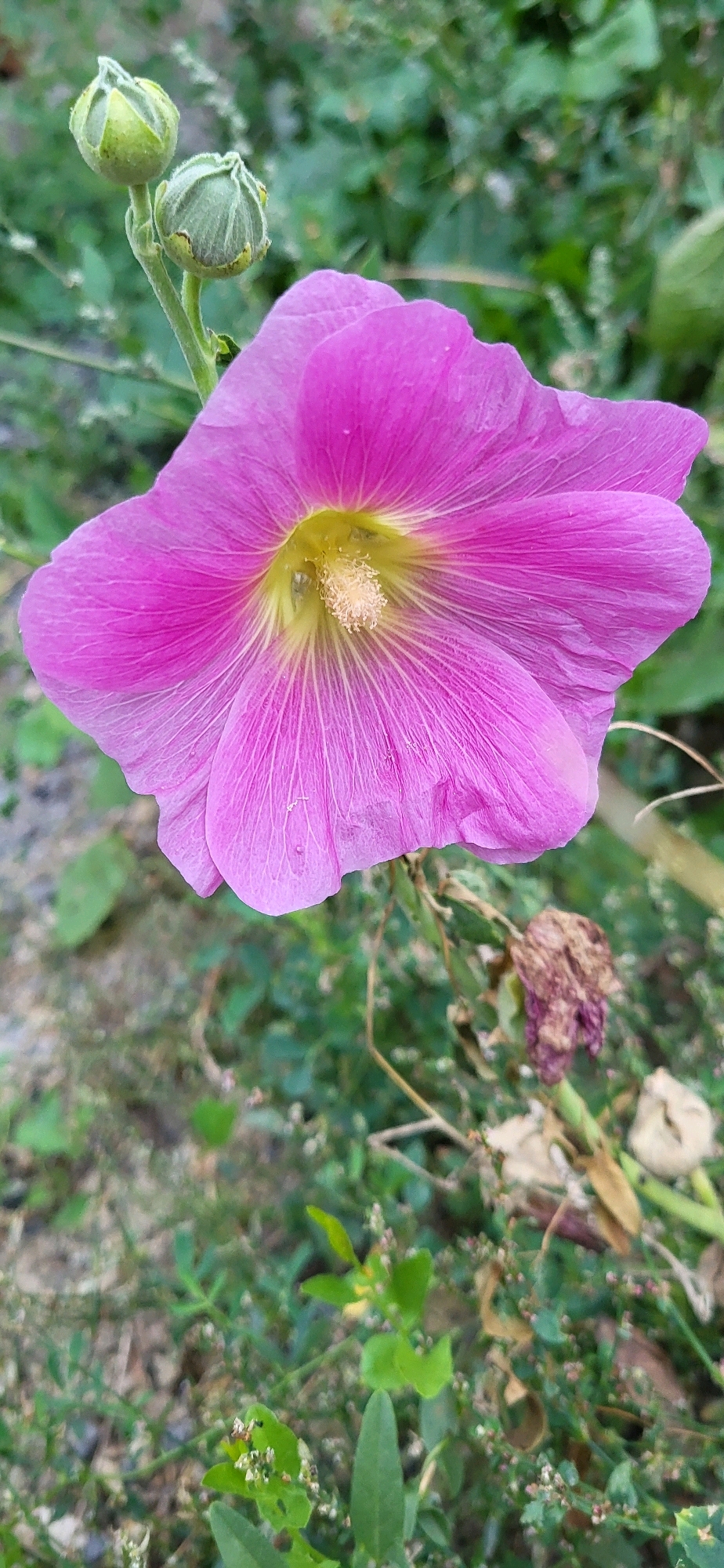 A close-up, vertical shot captures a vibrant pink hollyhock flower in full bloom. The flower, with its delicate, crinkled petals radiating from a yellow and white center, dominates the frame. Several unopened green buds are visible to the left of the main flower, one appearing slightly more developed than the other. The background is a blur of green foliage and dry, brown plant matter, suggesting an outdoor setting. The image provides no information about Oskemen, Kazakhstan, or any people.