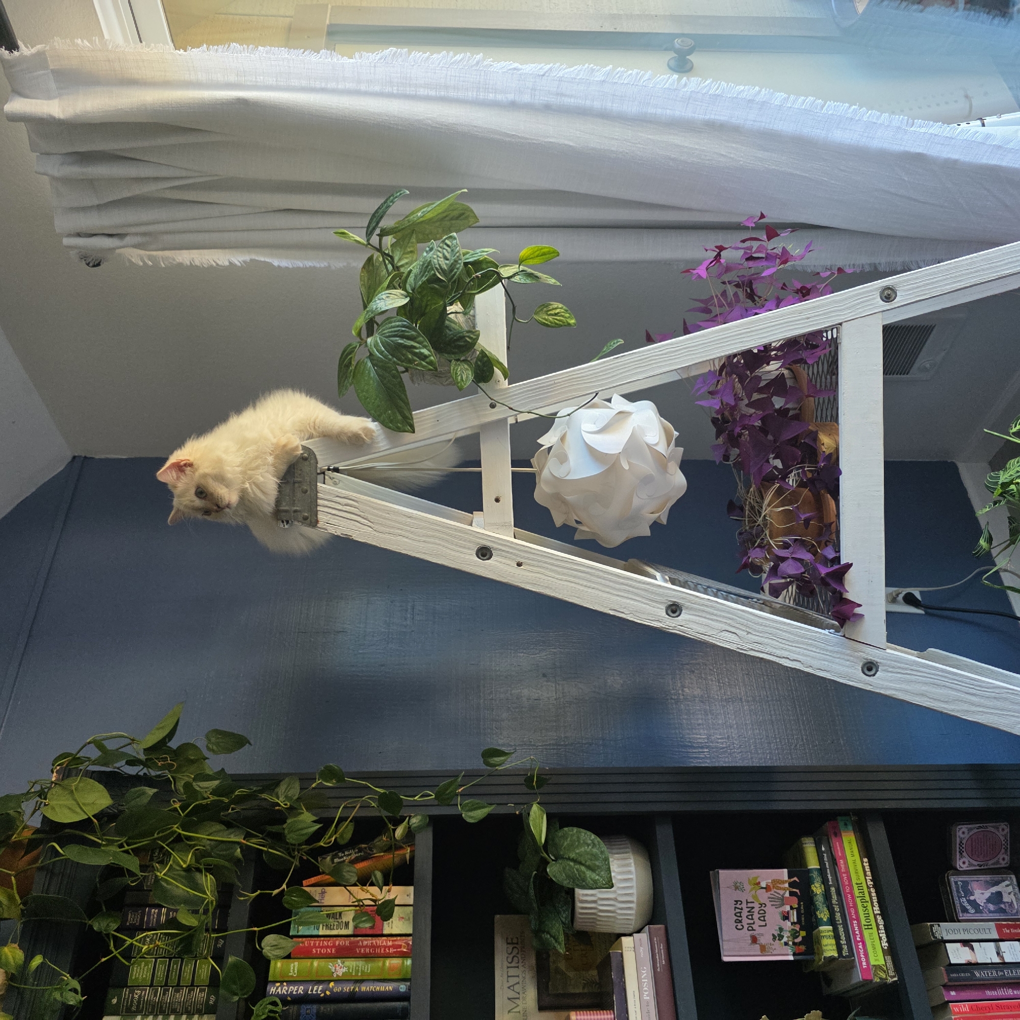 A fluffy, light-colored cat with blue eyes is perched on top of a white A-frame ladder. The cat is looking to the left, with its front paws resting on the top rung of the ladder. The ladder has three shelves, each holding a potted plant. A white, geometric lampshade hangs from the top shelf. To the left of the ladder is a dark blue bookshelf filled with books and plants. To the right of the ladder is a white curtain draped over a window. The scene appears to be indoors, possibly in a home or apartment, with the natural light coming from the window on the right. The image is taken from a slightly elevated angle.
