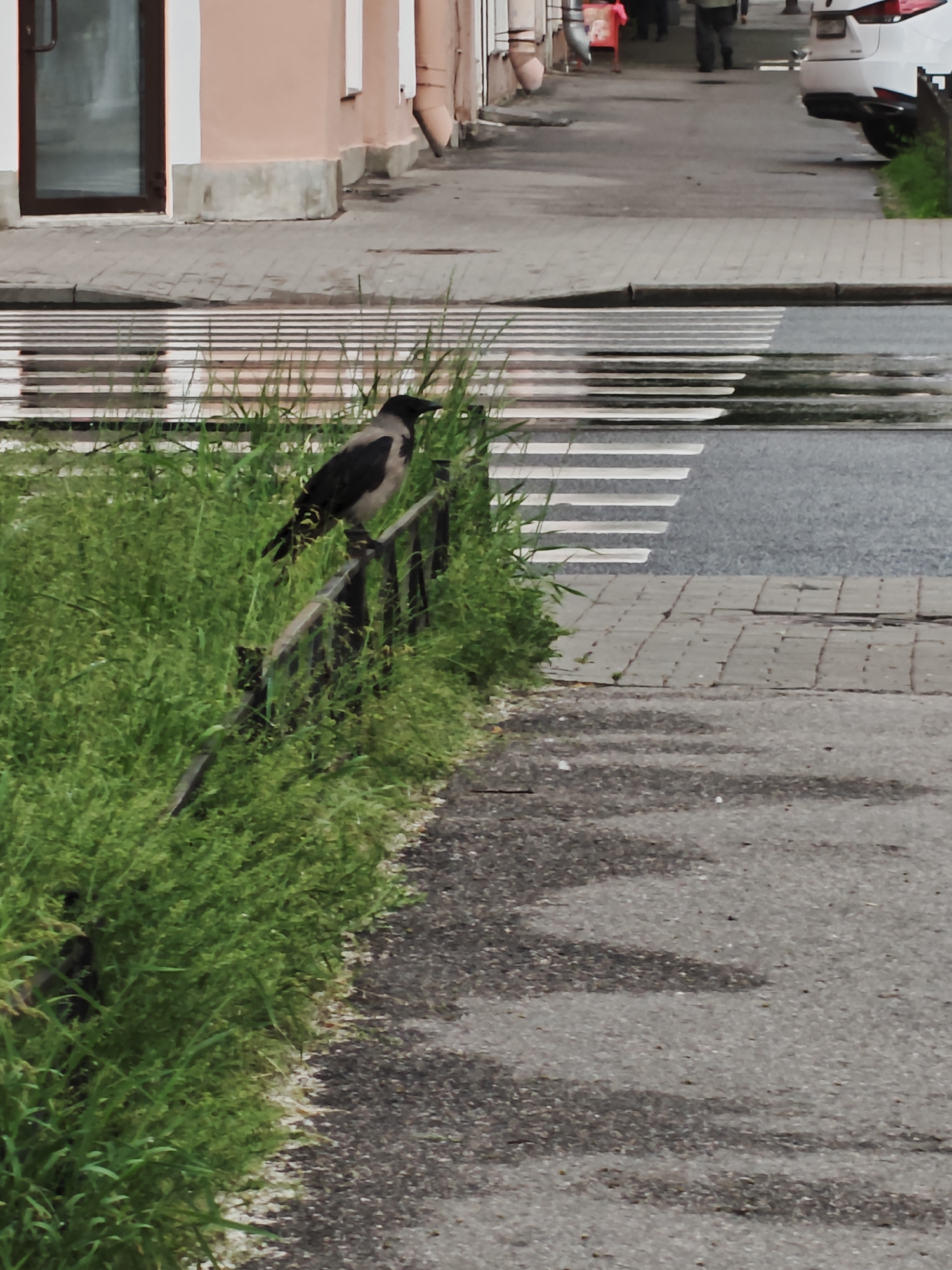 A grey and black hooded crow is perched on a dark metal fence that borders a patch of tall green grass. The fence runs along a paved walkway. In the background, a crosswalk with white stripes is visible on a wet asphalt road. Beyond the crosswalk, a white car is partially visible parked on the side of the road, and several individuals are walking on the sidewalk in front of a building with a pink facade. The overall scene suggests an urban environment in Saint Petersburg, Russia, likely after rain due to the wet road surface.