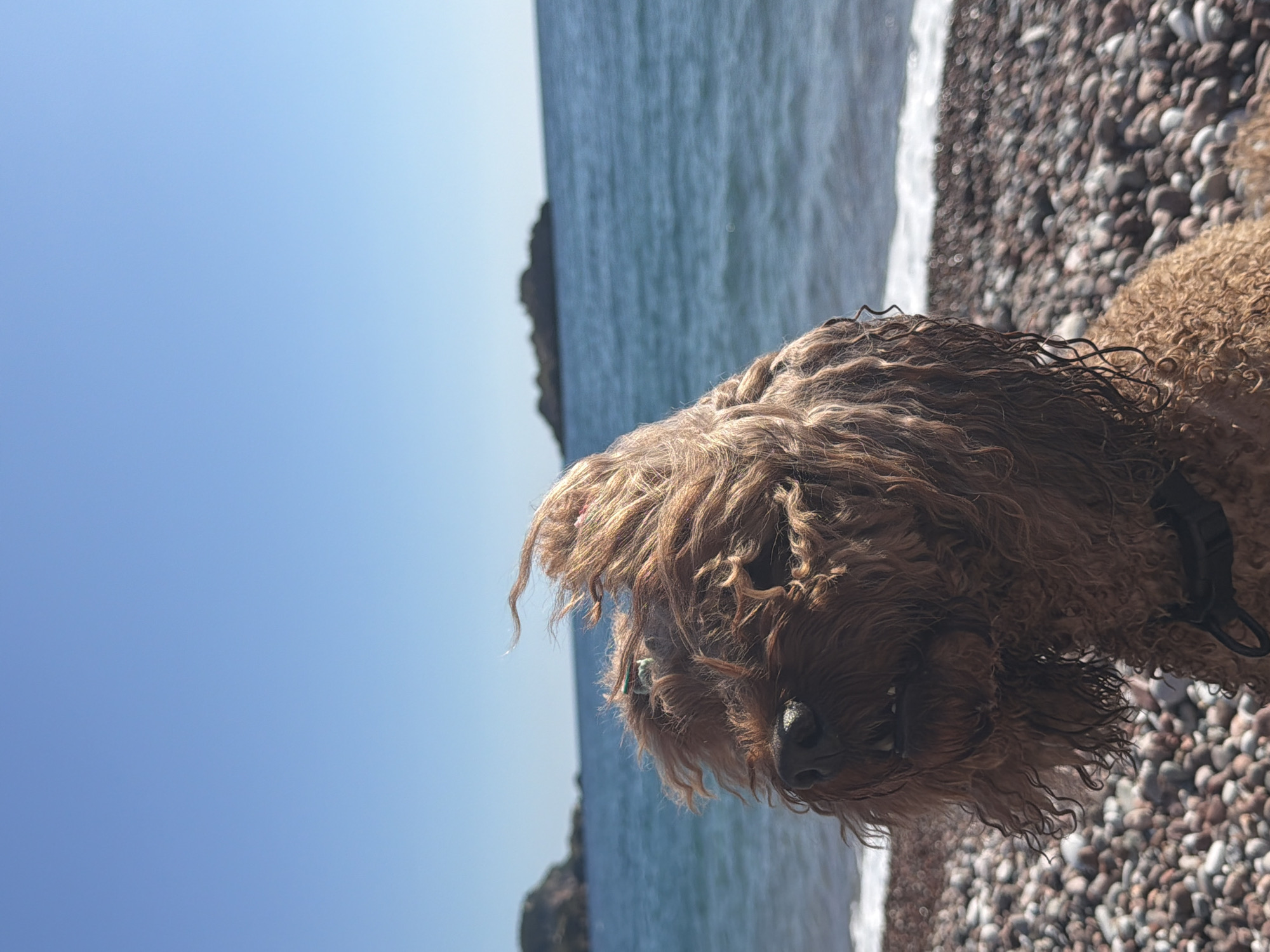A medium shot captures a brown Goldendoodle dog on a pebble beach in Sveti Stefan, Montenegro. The dog is positioned on the right side of the frame, while the ocean and sky occupy the left. Small waves break on the pebble beach. Two small islands or rock formations are visible in the background. The sky is a clear, light blue. The dog appears to have a black collar.