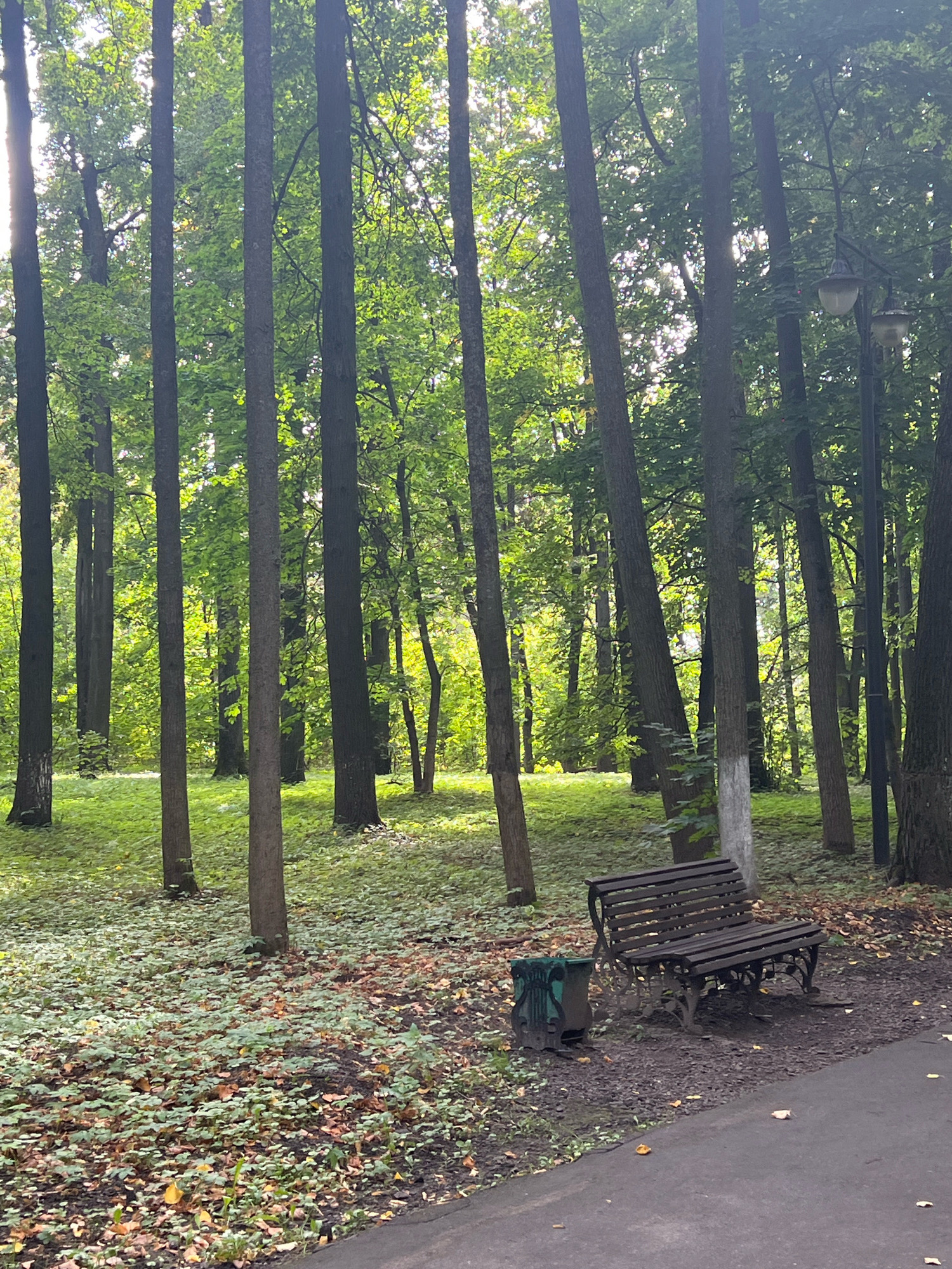 The image depicts a park scene in Klin, Russia, on a bright, overcast day, with sunlight filtering through the dense canopy of trees. The foreground shows a paved pathway with fallen leaves scattered across its surface. To the right of the pathway, a dark wooden park bench with ornate cast-iron legs sits on a patch of dirt and leaf litter. Adjacent to the bench is a green metal trash receptacle. The middle ground is a grassy area interspersed with fallen leaves, and beyond that, a dense forest with tall, slender trees. Some of the tree trunks have white paint markings near their bases. In the upper right corner, a vintage streetlamp with two globes is visible, its light fixtures off. The overall impression is of a tranquil, somewhat autumnal, urban park setting.