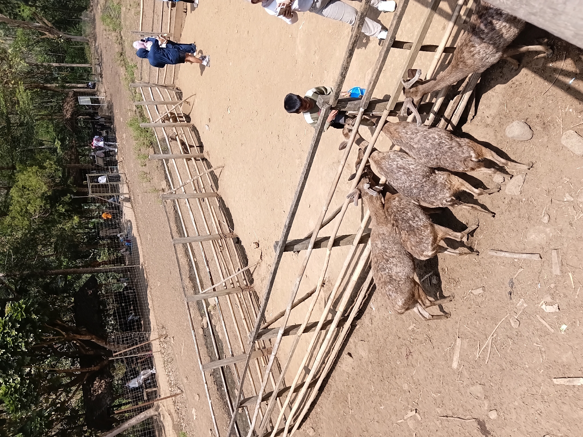 The image depicts a deer enclosure in a zoo or wildlife park, likely located in the city of Ciburial, Indonesia, given the presence of tropical vegetation. A group of deer, characterized by their spotted coats and some with antlers, are gathered near a wooden fence, seemingly interacting with people. In the foreground, several deer are feeding or are about to feed from a bucket held by a young boy. The boy is wearing a striped long-sleeved shirt and is looking down at the deer. To the right of the boy, a person wearing a light-colored hijab and white pants is holding a smartphone, possibly taking a picture or video. Further in the background, other visitors are visible, some standing and observing, while others appear to be seated under a shaded structure. The enclosure is constructed with wooden poles and railings, and the ground is composed of dry soil. The surrounding environment features dense trees and vegetation, suggesting a natural or semi-natural setting. The overall scene suggests a public attraction where visitors can observe and interact with animals.