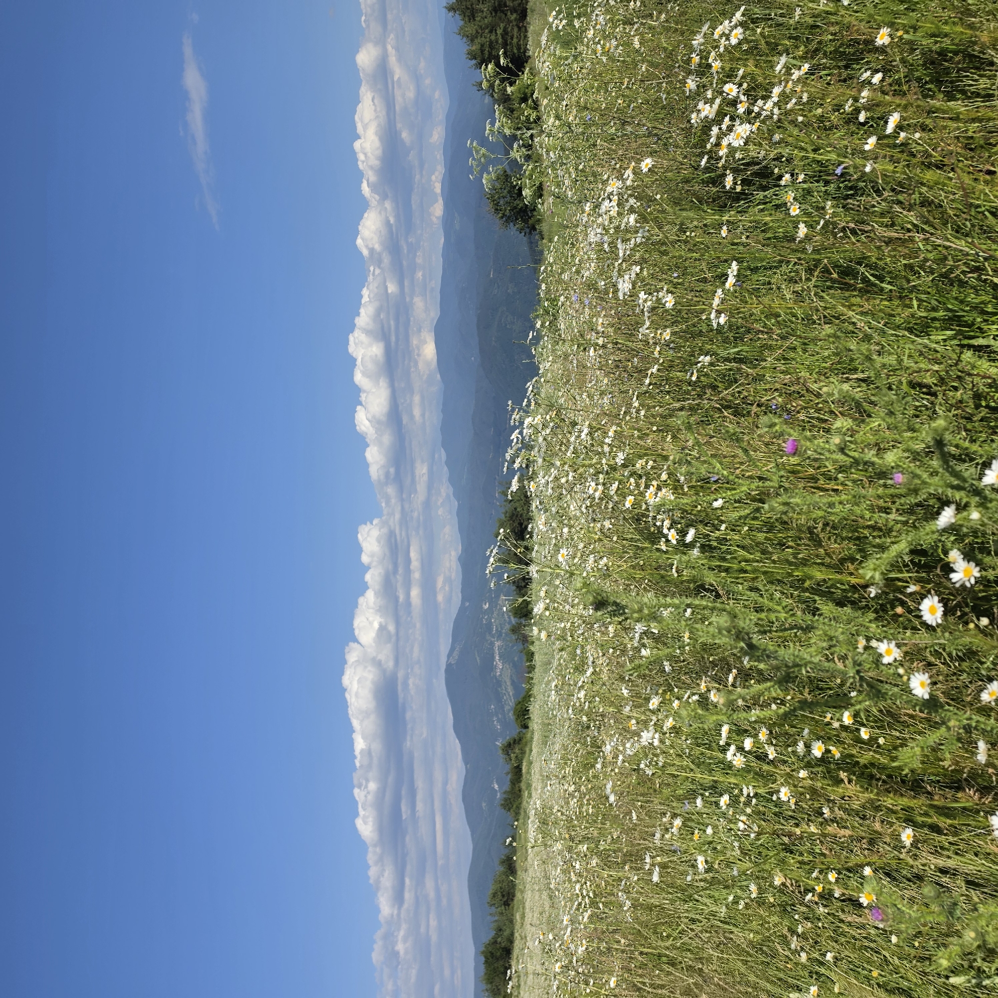 This is a medium-shot, eye-level, landscape photograph taken in the city of Ravnogor, Bulgaria. The image depicts a field of wild daisies and other wildflowers under a bright blue sky dotted with fluffy white clouds. The foreground is dominated by the vibrant green grass and white and yellow flowers, creating a textured and naturalistic scene. In the middle ground, a line of dark green pine trees separates the field from a range of distant blue-hazed mountains. The overall impression is one of a serene and picturesque natural environment, likely captured on a sunny day.