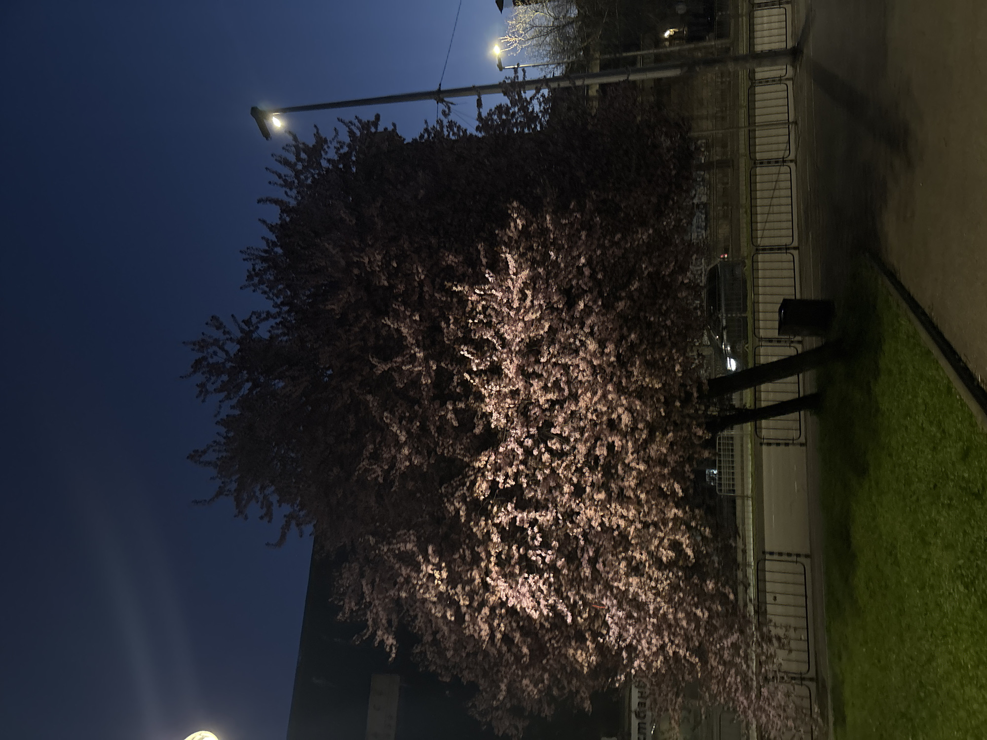 At night in Pleven, Bulgaria, a large blossoming tree is illuminated by streetlights. The tree stands next to a sidewalk, with a patch of grass and a metal barrier running along the edge of the sidewalk. A street and buildings are visible in the background. The sky is a deep blue. The specific location and additional details about people or activities are not discernible from the image.