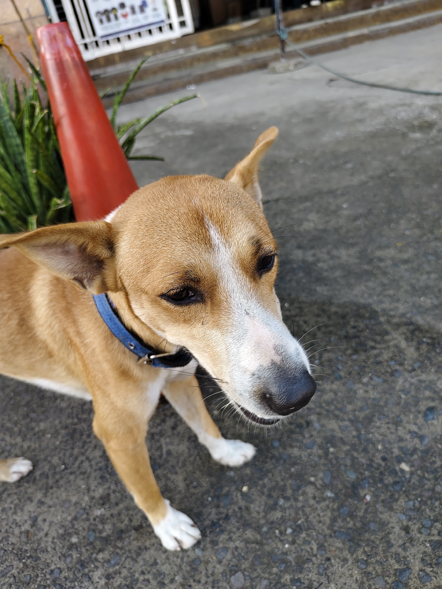 The image captures a medium-sized dog standing on a textured grey concrete surface, likely a sidewalk, in Davao City, Philippines. The dog, viewed from a slightly elevated angle looking down, has light brown or tan fur with distinct white markings on its snout, forehead, chest, and paws. It wears a blue collar around its neck. Its ears are perked upwards, and its dark eyes are cast downwards or to the side, giving it an observant and calm expression. Its nose is black, and white whiskers are visible around its muzzle.
In the background, behind the dog's left side, a vibrant red traffic cone stands partially visible next to a cluster of tall, green, blade-like plants, possibly snake plants. Further behind these elements, a blurred white metal gate or fence belonging to a building is discernible, suggesting an urban or suburban setting. The lighting indicates it is daytime. There is no discernible activity other than the dog standing, and no visible text can be clearly identified.