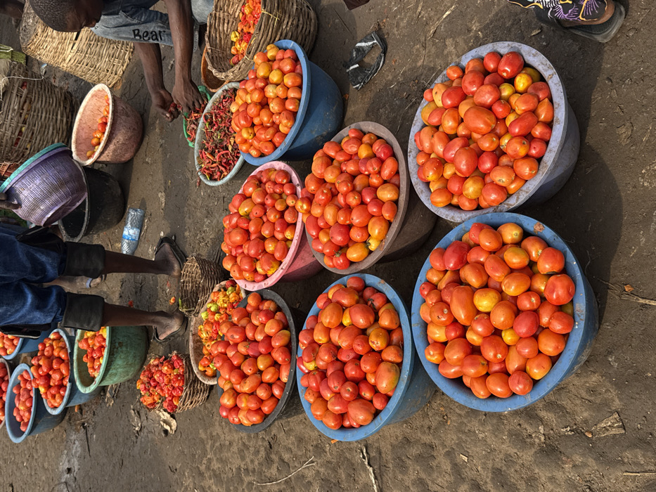 This image depicts an outdoor market scene in Ogere, Nigeria, on a dry, brown earth surface. Numerous containers of produce are arranged across the ground. The foreground and midground feature multiple plastic basins, primarily blue, pink, and grey, filled with ripe red and orange tomatoes of various sizes.
Two individuals are visible. One person is standing in the upper-central portion of the frame, visible from the knees down, wearing blue shorts and dark flip-flops. This individual holds a purple plastic basin. A clear plastic water bottle lies on the ground near their feet.
Another individual is seated on the right side of the frame, visible from the torso. They wear a dark shirt with "Bear" text on the sleeve and are actively sorting red chili peppers from a light-colored plastic basin with both hands. A dark patterned shoe is visible on their right foot. Nearby, a small woven basket holds additional red peppers, and another contains mixed yellow and orange peppers. An empty dark woven basket and a black plastic item are also present on the ground.
