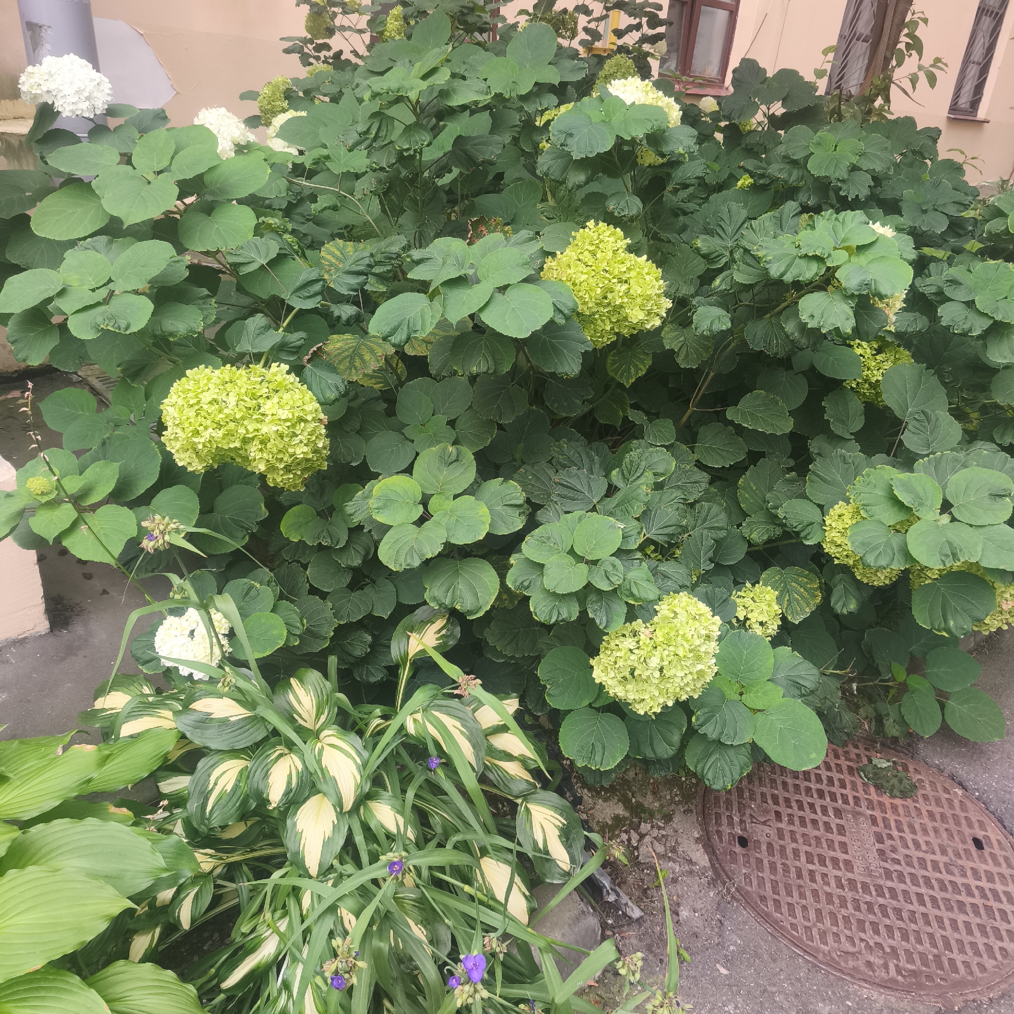 In Minsk, Belarus, a dense hydrangea bush with white and lime-green blossoms is situated next to a weathered, light-colored building. The bush's large, green leaves fill much of the frame. In the foreground, variegated hosta plants with cream and green leaves are visible, alongside thin, green grass-like plants. A few small purple flowers are scattered among the foliage. The ground is a mixture of concrete and soil, with a rusted manhole cover in the lower right corner. The overall scene depicts an urban green space with elements of natural growth against a backdrop of urban infrastructure.
