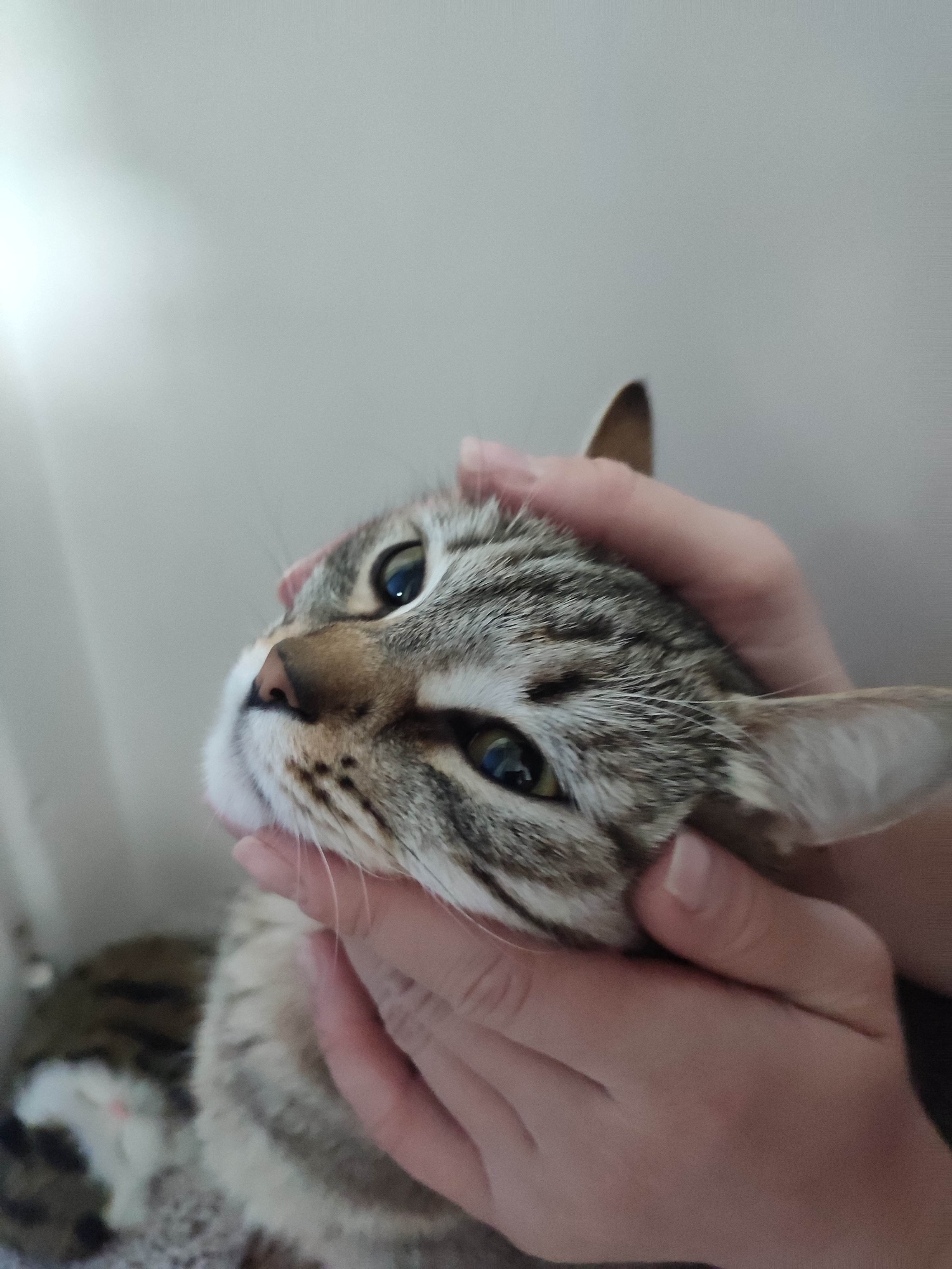 A close-up shot shows a tabby cat being cradled by two human hands. The cat has light brown and grey fur with dark stripes. Its eyes are a light greenish-blue. The person is holding the cat's face gently between their palms. The background is a plain, light grey wall. The location is Unknown, Unknown.