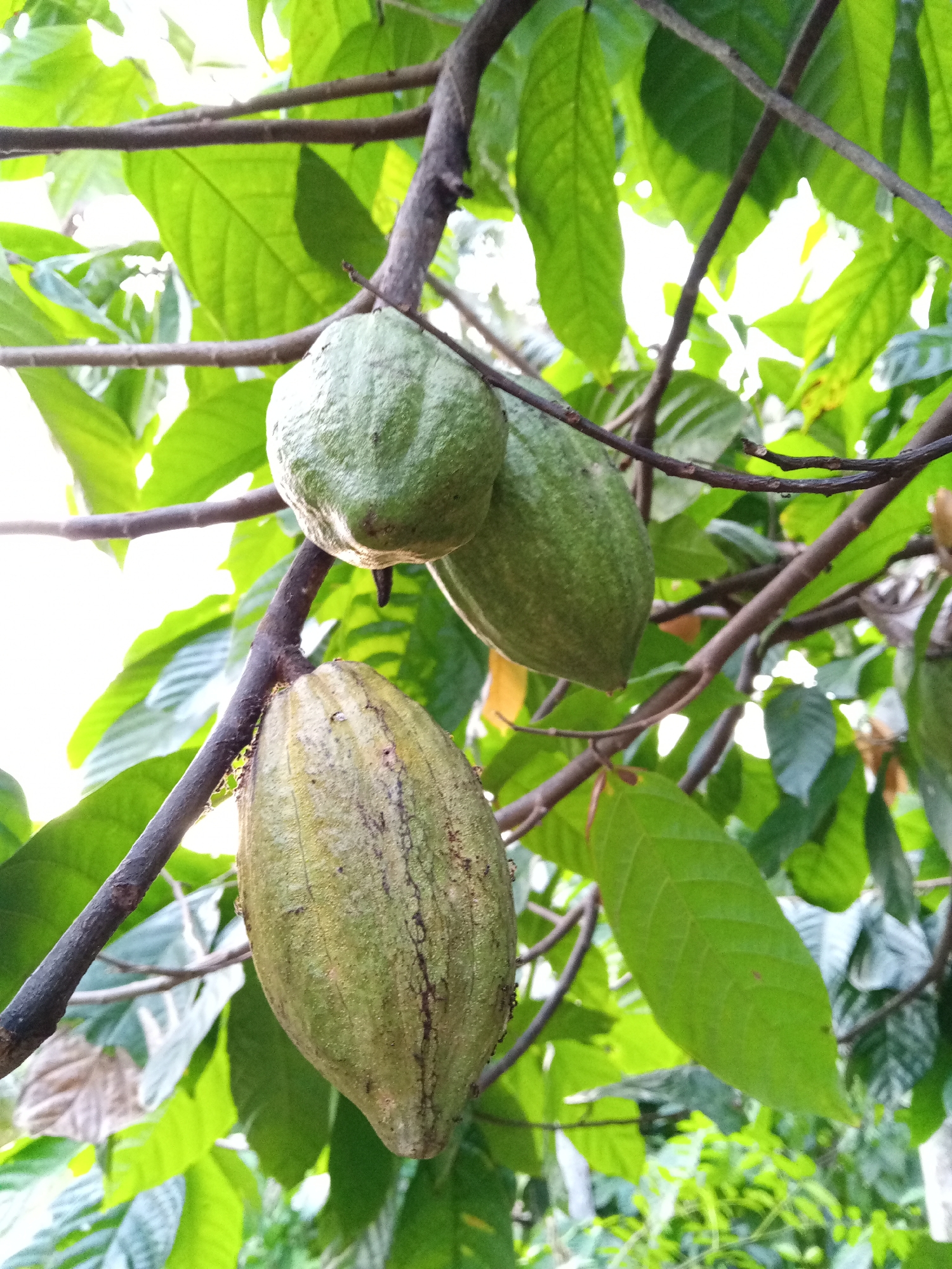 The image shows a close-up view of cacao pods growing on a tree branch. Three distinct pods are visible, with two of them clustered together at the top and one larger pod hanging lower down. The pods are a greenish-yellow color and appear to be developing. The background is filled with lush green leaves and branches, suggesting a natural, outdoor setting. The lighting indicates it is daytime, with sunlight filtering through the leaves, creating some bright spots and dappled shadows. The scene is captured from a low angle, looking up at the pods. There are no people or animals visible in the image. The location in Uteunbunta, Indonesia, implies a tropical or subtropical environment where cacao trees are cultivated.