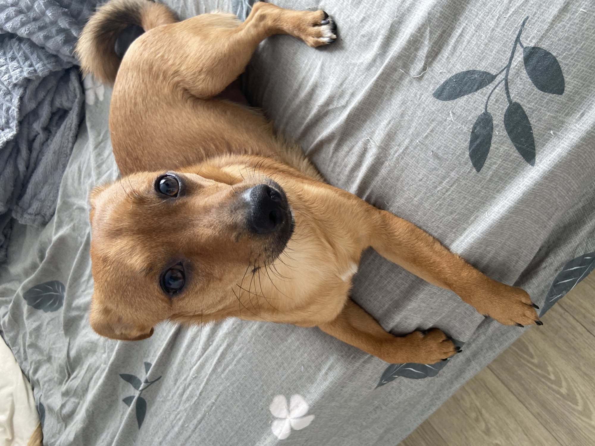 A medium-sized, light brown dog lies on its back on a patterned gray bed sheet. The dog faces the camera with its head tilted. The bed sheet has printed leaf and flower designs. A crumpled gray blanket is visible in the upper left corner of the image. The dog has black nails. The location cannot be confirmed.