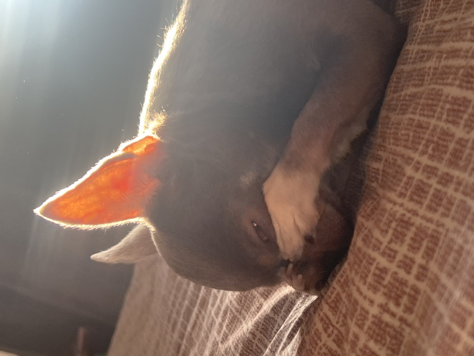 An indoor scene depicts a small, short-haired dog, possibly a Chihuahua, lying on a reddish-brown patterned bedspread or blanket. The dog has dark brown or brindle fur, with a lighter-colored front paw. It is positioned on its left side, facing left, with its right front paw covering its snout and mouth area. The dog's left eye is partially visible and appears open. A strong light source from the upper right casts a bright glow on the dog's upright right ear, rendering it translucent and reddish-orange. The same light illuminates fine dust particles in the background. The dog's body, particularly its left side, is largely in shadow due to the backlighting. The background is dark and out of focus, providing no specific identifying details of the room. The image does not contain any visual information to determine a specific location within Saint Petersburg, Russia.
