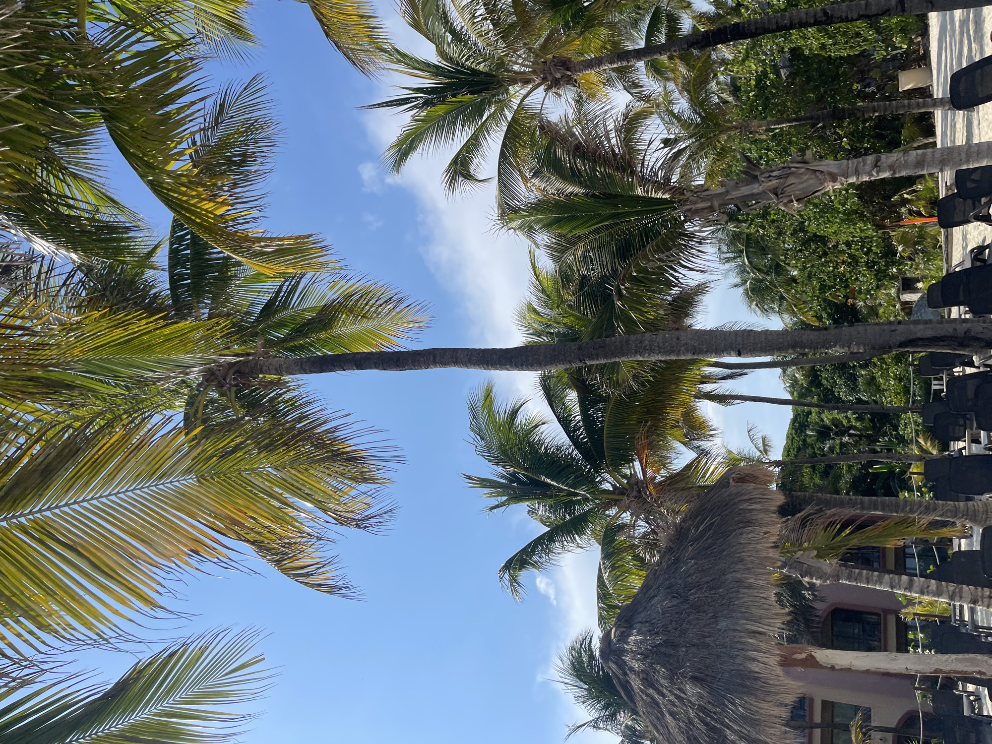The image depicts a view looking upwards through palm trees towards a blue sky with scattered clouds. Some palm fronds are yellowing. In the lower right corner of the frame, a thatched roof structure is visible. In the background, towards the right, there are trees and chairs arranged on what appears to be a sandy surface, possibly a beach. A building is also partially visible. Given the location (Playa del Carmen, Mexico) and the presence of palm trees, a thatched roof, and beach chairs, it is likely a tourist area or resort. The orientation suggests the photo was taken by someone standing looking up.