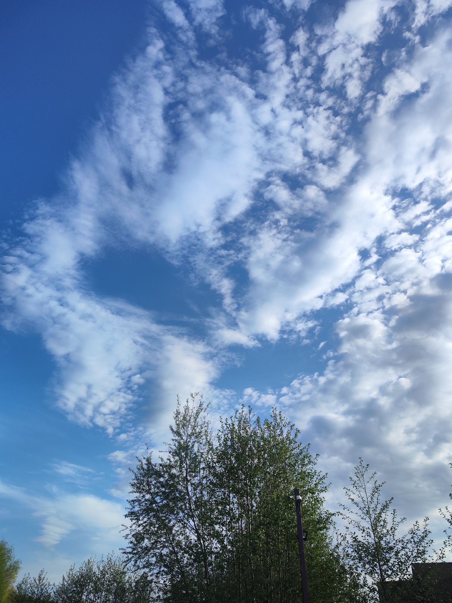 The image shows a view of the sky above trees. The sky is predominantly blue, with scattered white clouds of varying sizes and shapes. The clouds appear to be a mix of cumulus and cirrus types. Below the sky, a line of trees is visible, obscuring the horizon. The trees are green and full of leaves, suggesting a warm season. A lamppost is visible among the trees on the right. The location is Chaikovsky, Russia.
