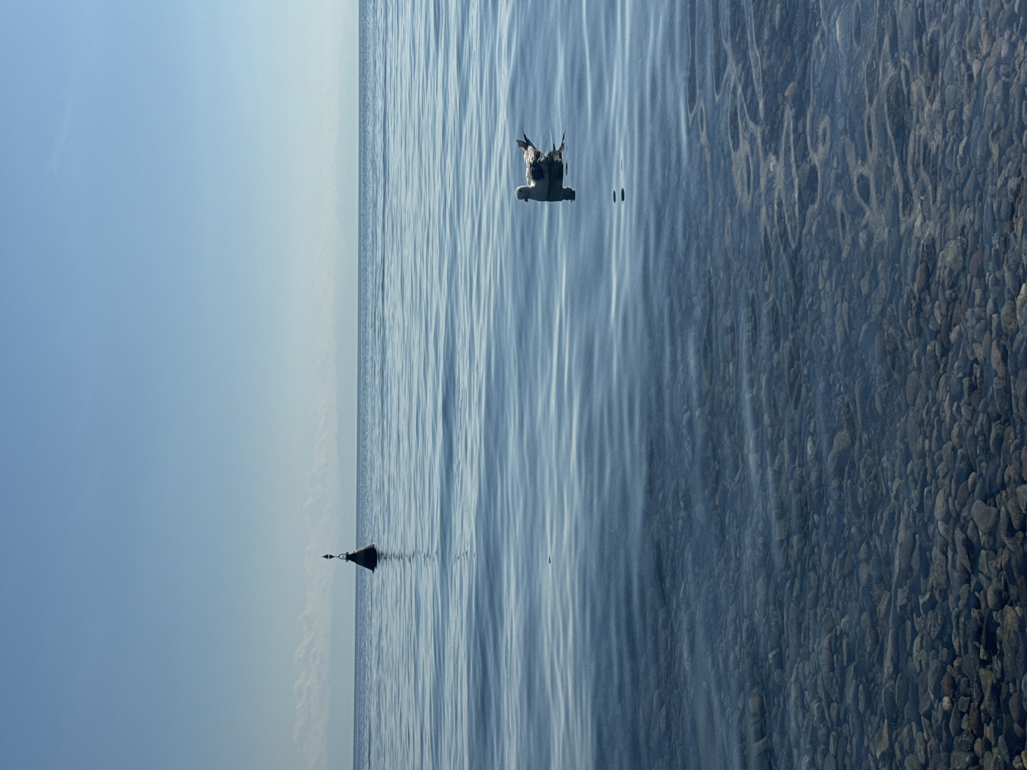 The image depicts a serene scene on the shores of Lake Baikal in Listvyanka, Russia. The water is calm with subtle ripples, revealing a clear view of the pebble-strewn lakebed in the foreground. In the middle ground, a solitary seagull floats gracefully on the surface, its reflection shimmering below. Further out, a dark buoy with a white tip stands as a solitary marker in the vast expanse of blue water. The horizon is marked by a faint, misty outline of distant mountains under a clear, pale blue sky. The overall impression is one of tranquility and natural beauty.
